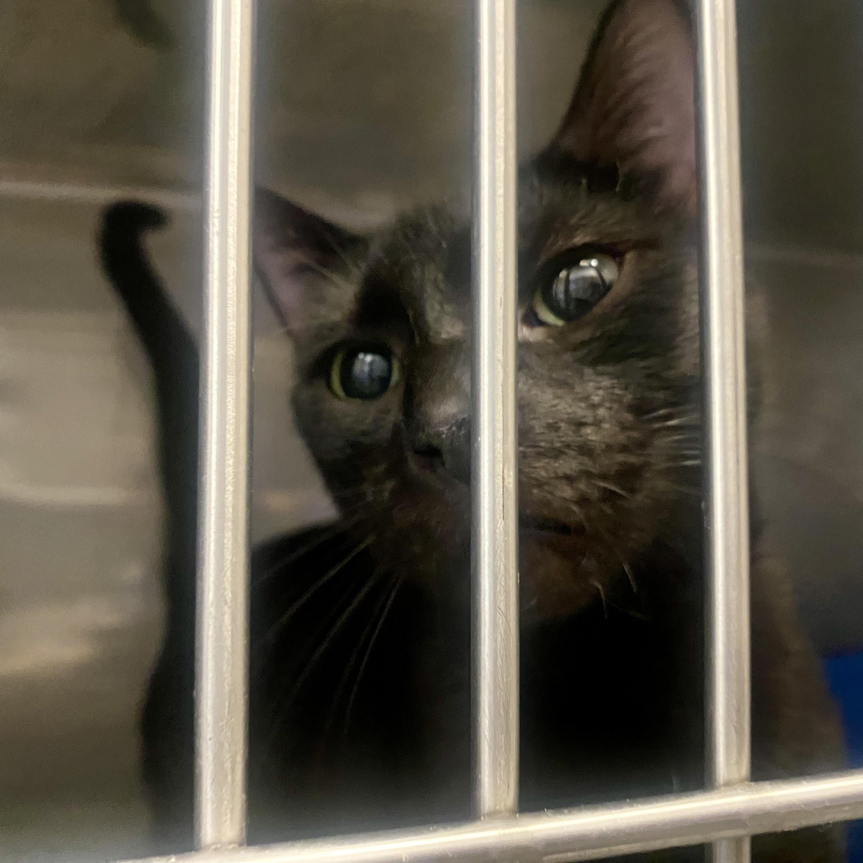 Socks, ADOPTABLE, Young Female Domestic Short Hair.