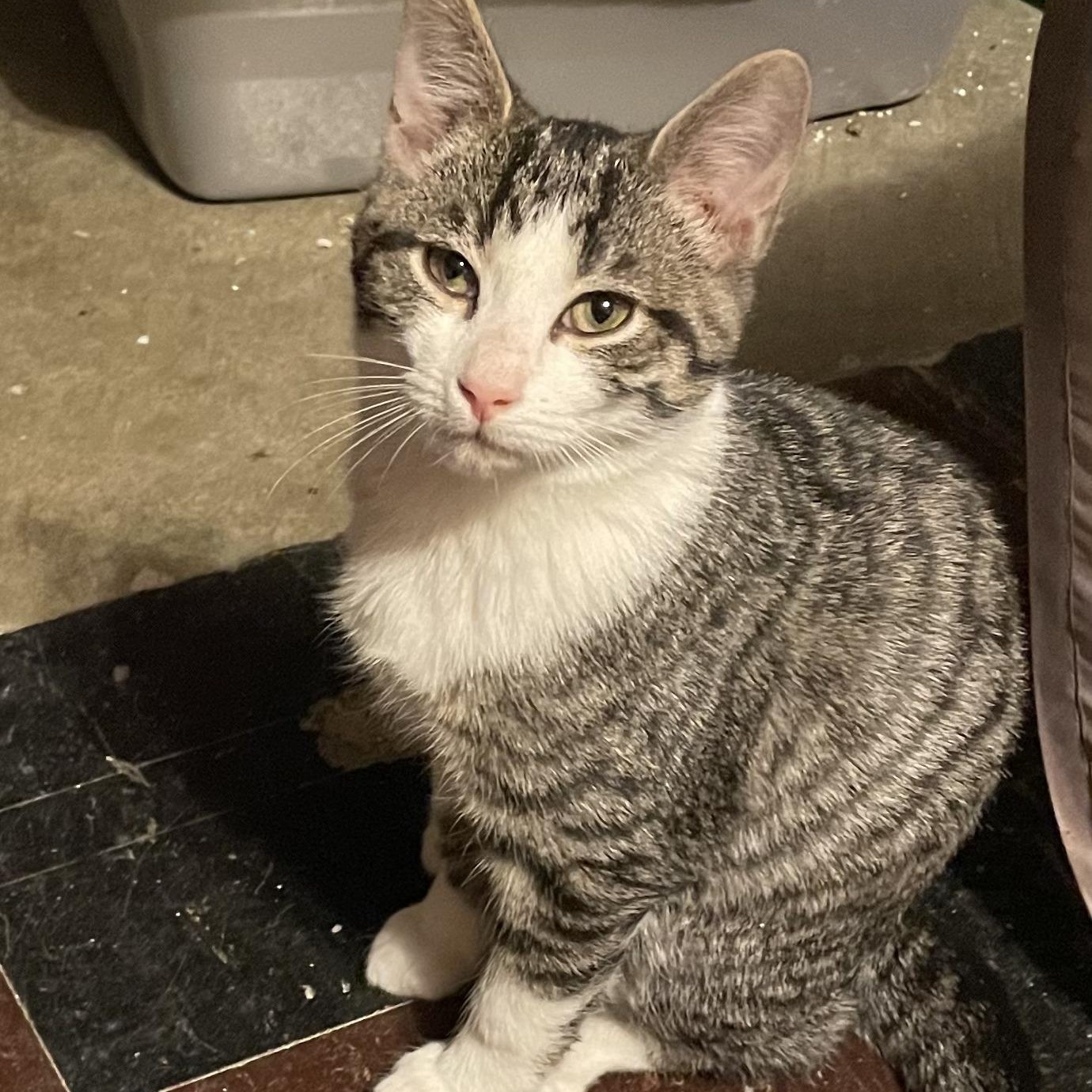 Pugsley, ADOPTABLE, Kitten Male Tabby.