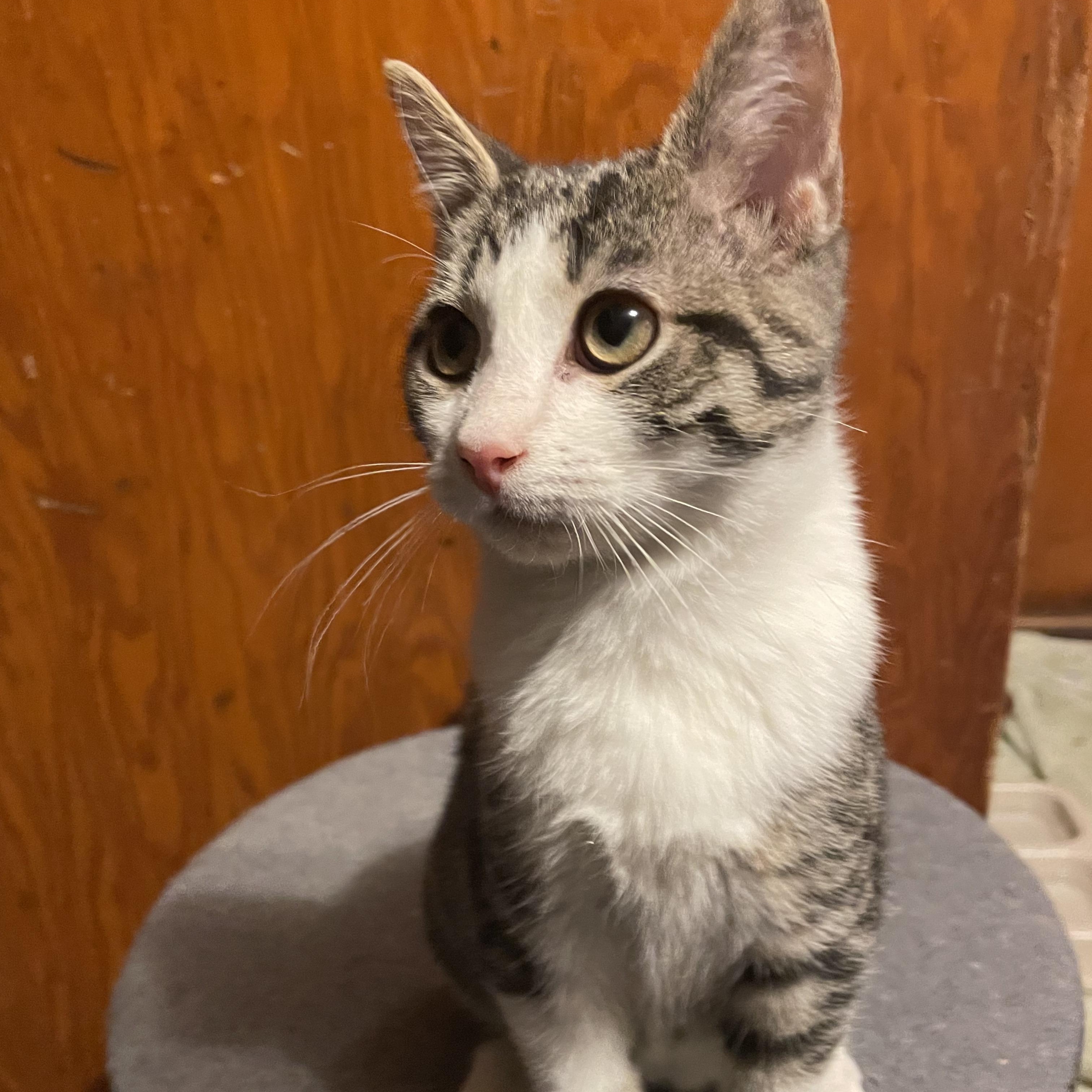 Enlarge Pugsley, a ADOPTABLE mixed breed in South Park, PA image 3/3