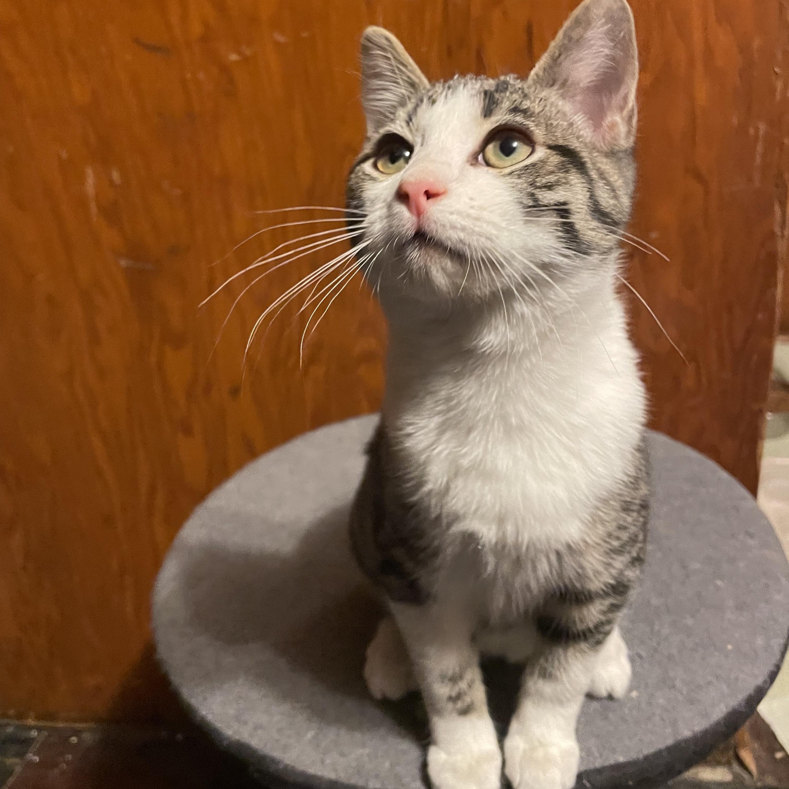 Enlarge Pugsley, a ADOPTABLE mixed breed in South Park, PA image 2/3