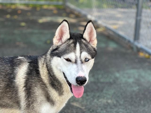 Hawk, a Adoptable mixed breed in Jersey city, NJ image 2/2