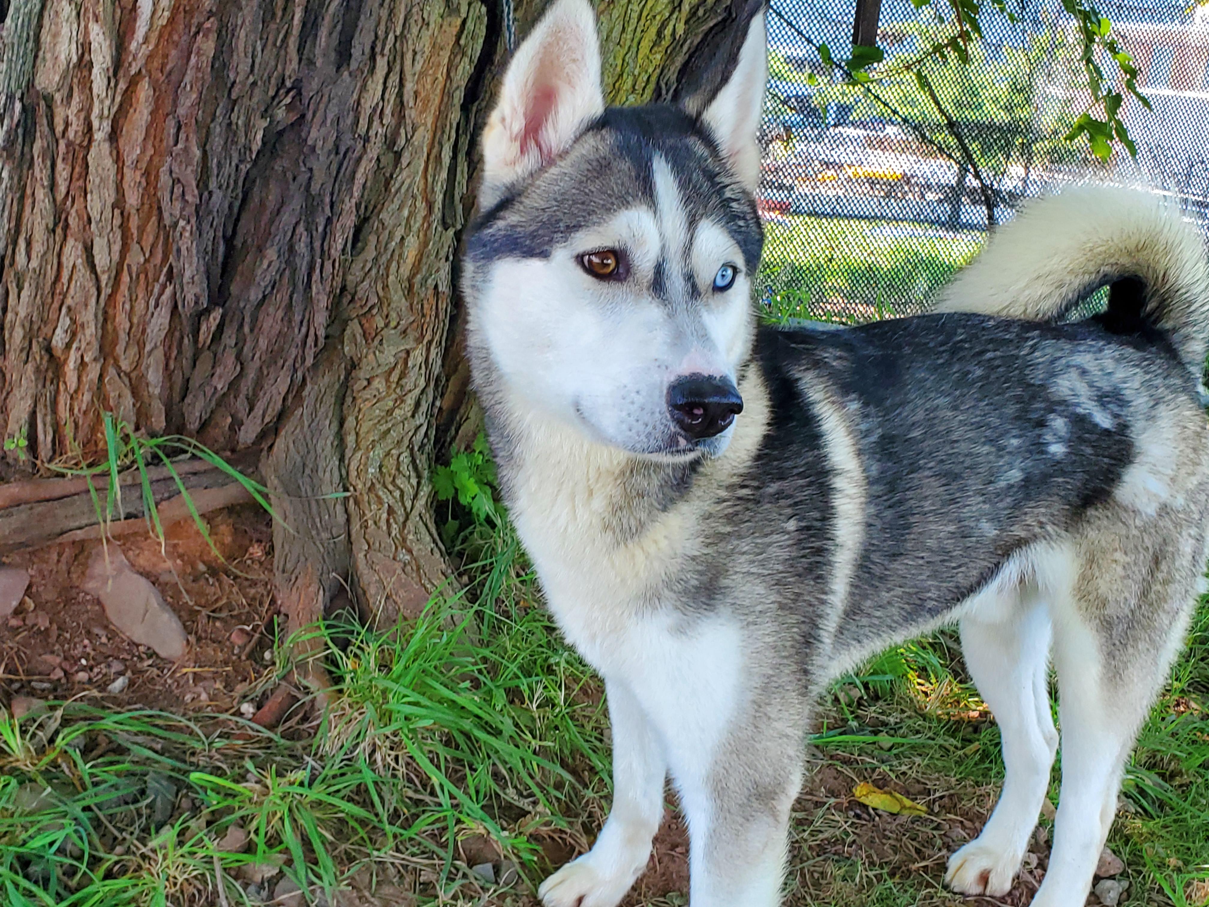 Hawk, Adoptable, Young Male Husky.