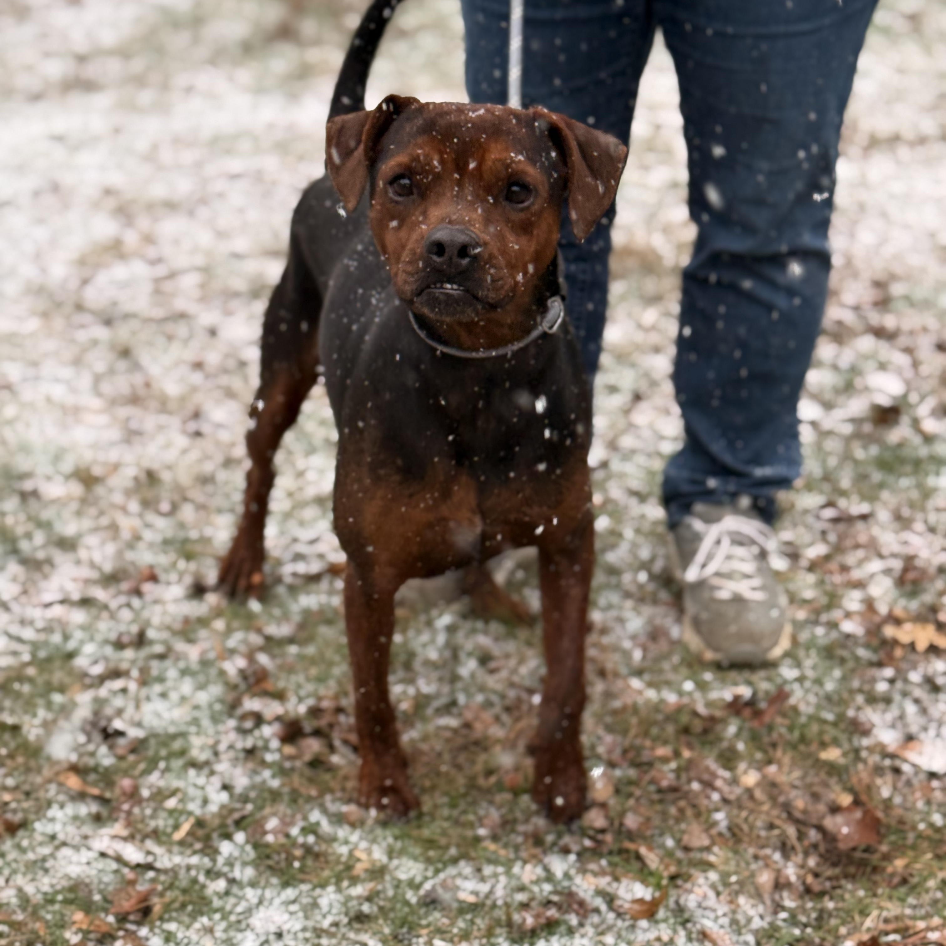 Rigby, ADOPTABLE, Young Male Puggle.