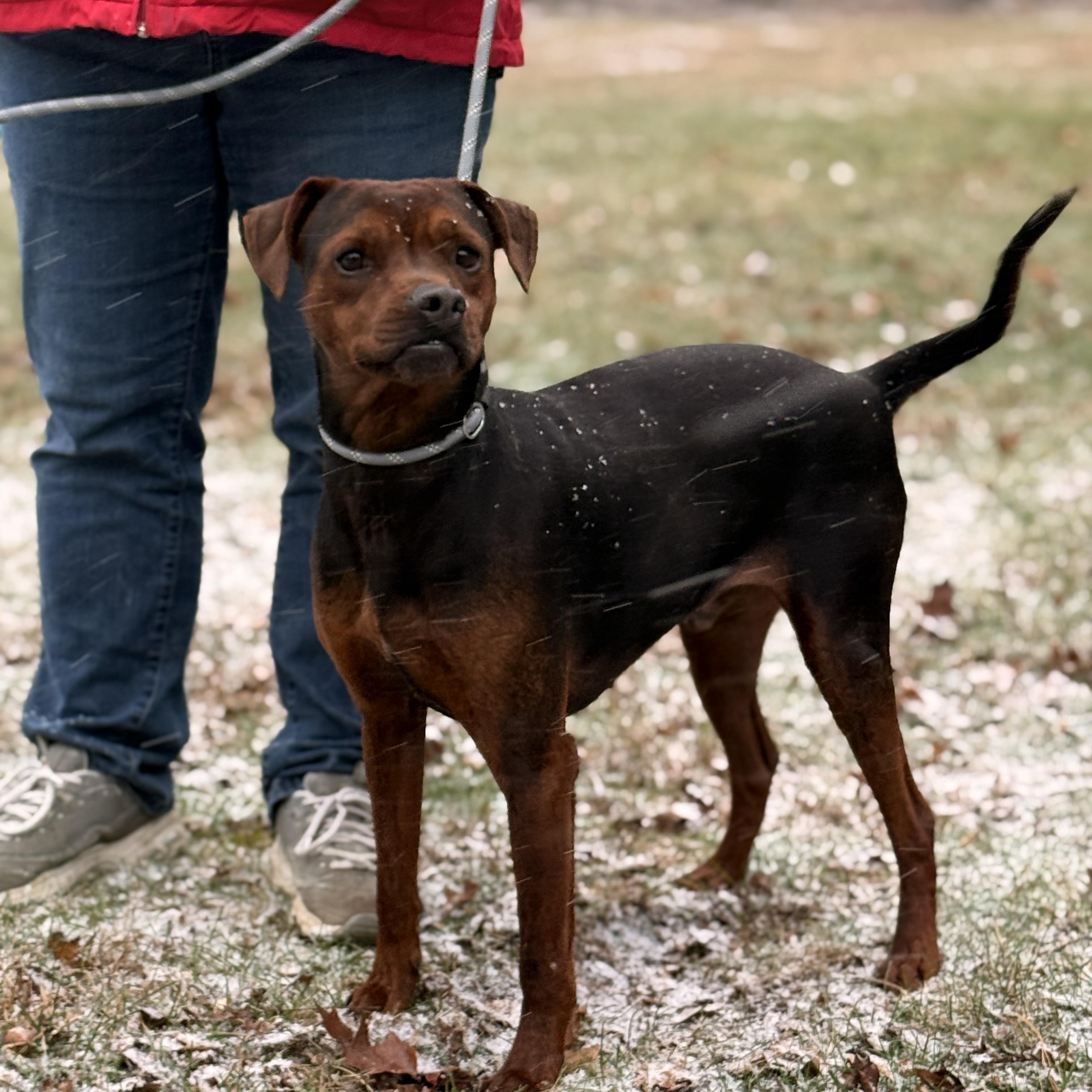 Rigby, a ADOPTABLE mixed breed in Pottsville, PA image 2/3
