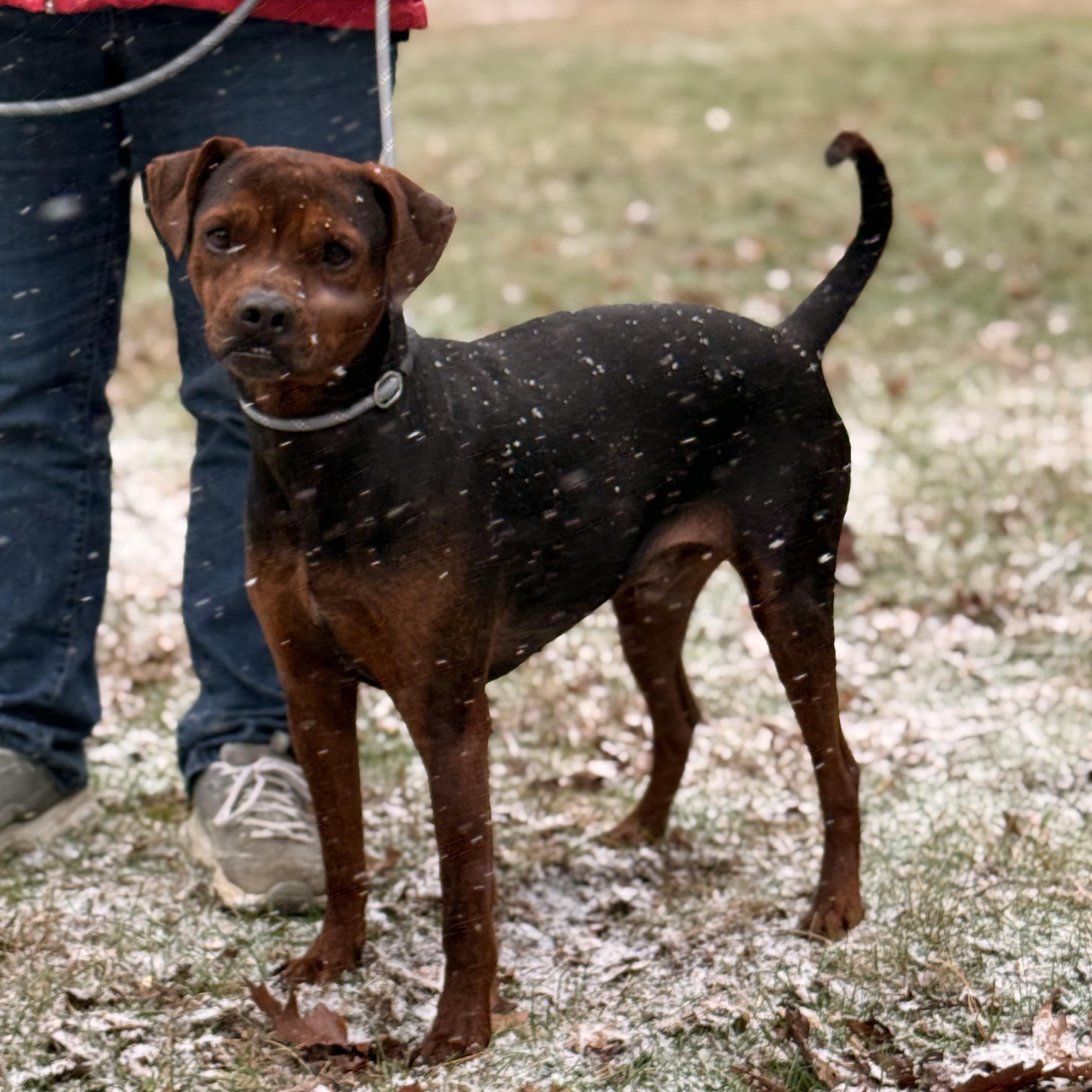 Rigby, a ADOPTABLE mixed breed in Pottsville, PA image 3/3