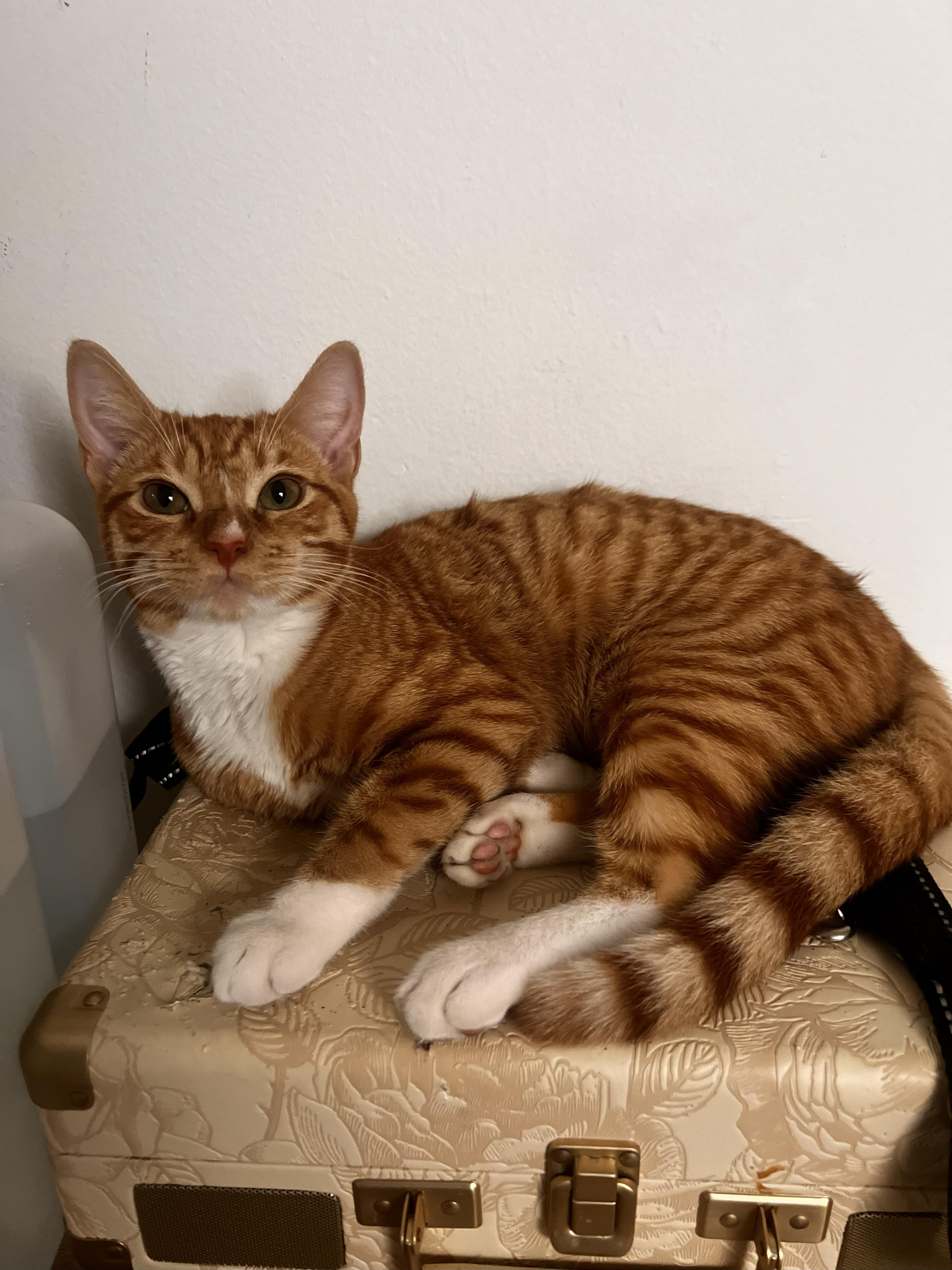 Enlarge Butterfinger, a Adoptable Tabby in Monrovia , CA image 1/1
