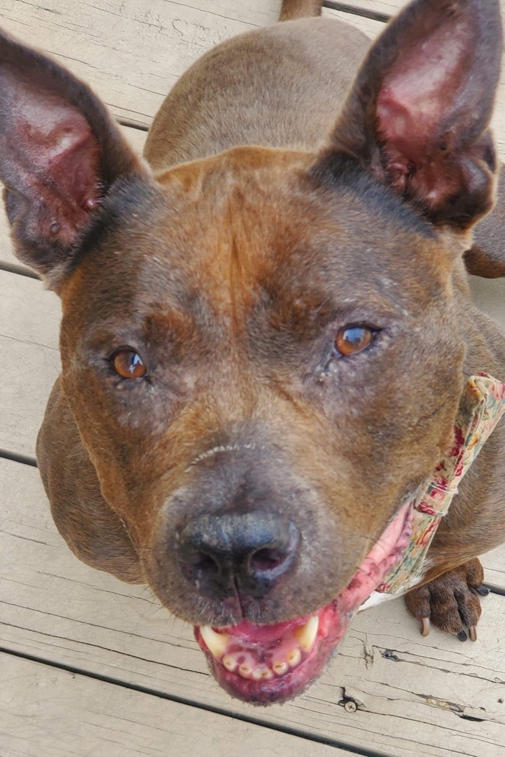 Enlarge Isabelle, a Adoptable mixed breed in Houston, TX image 5/17