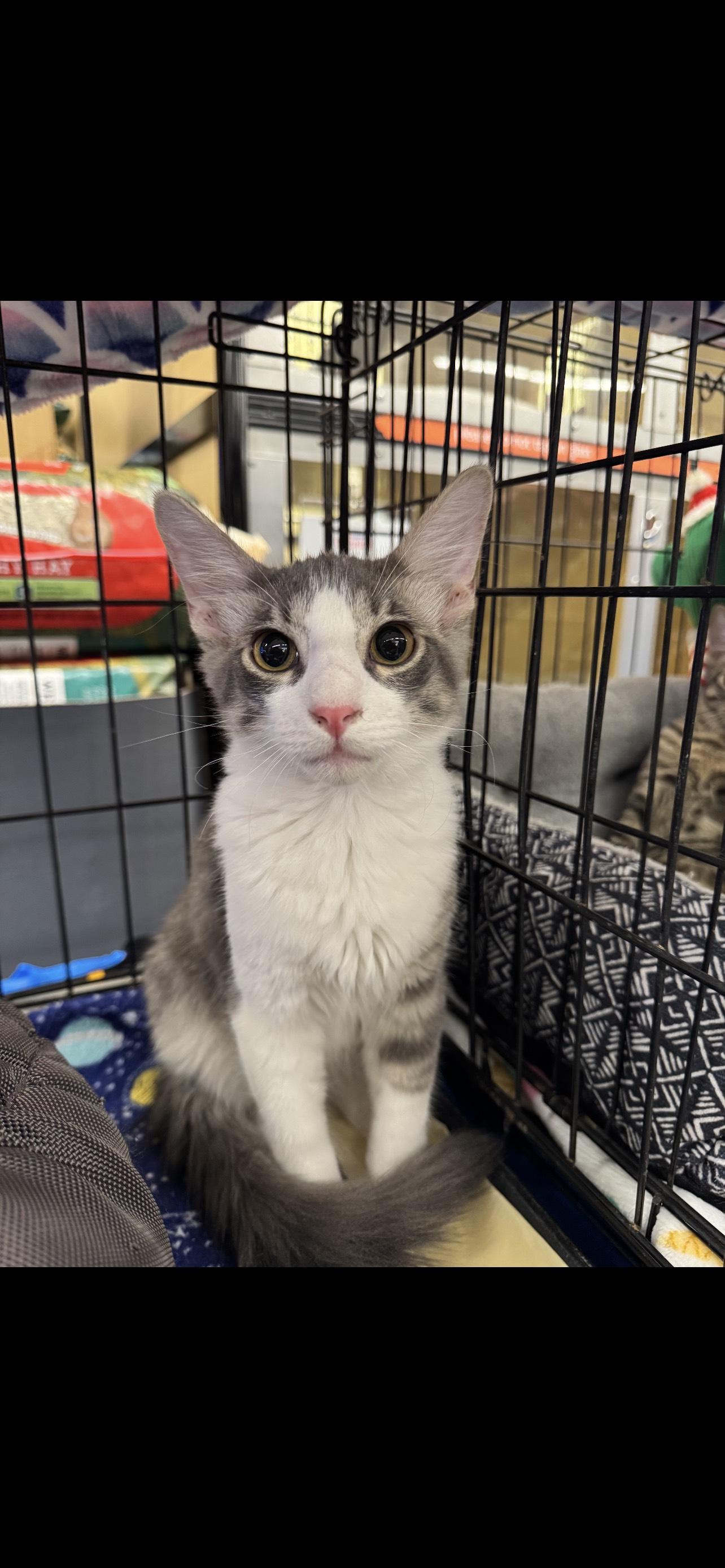 Marcus, Adopted, Kitten Male Domestic Short Hair.