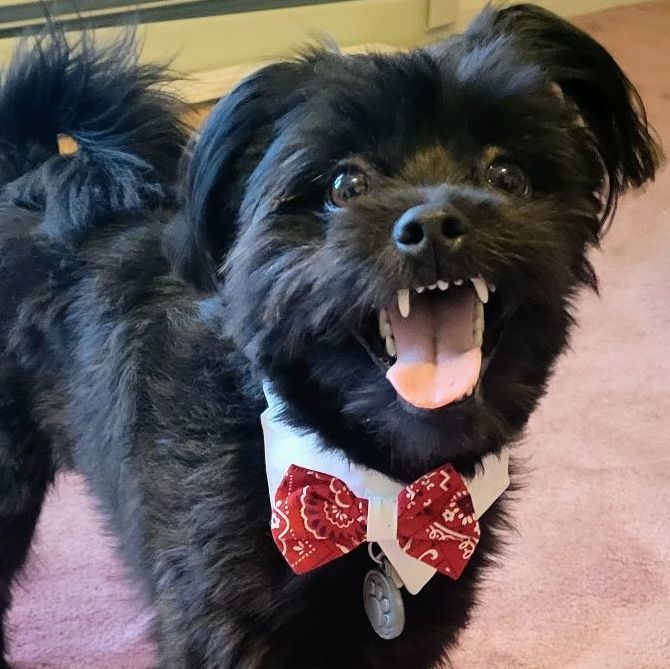 Zak, Adopted, Young Male Shih Tzu & Poodle.