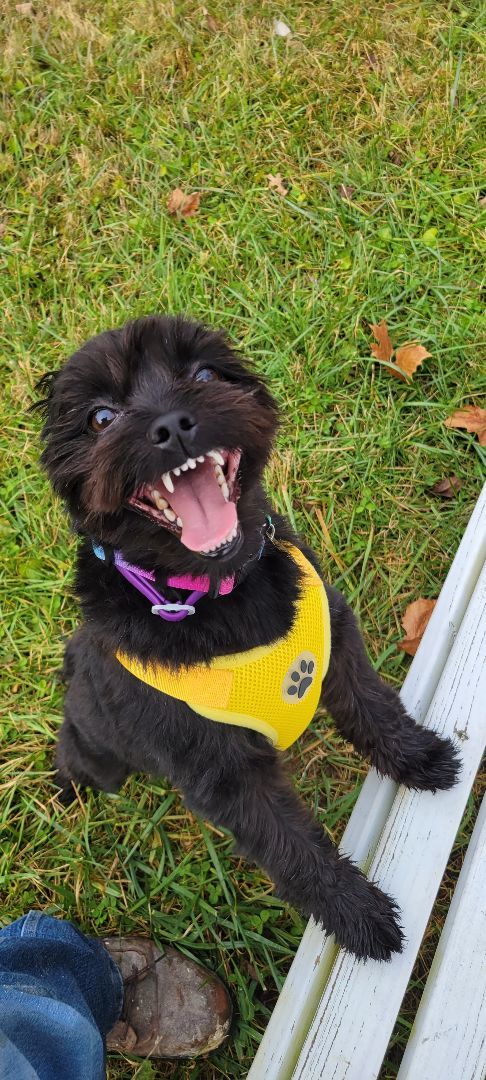 Enlarge Zak, a Adopted mixed breed in Bloomfield, NJ image 2/4