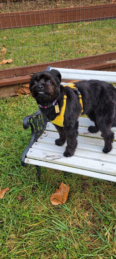 Enlarge Zak, a Adopted mixed breed in Bloomfield, NJ image 3/4