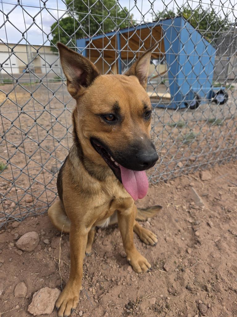 Pepper, Adoptable, Young Female Mixed Breed.
