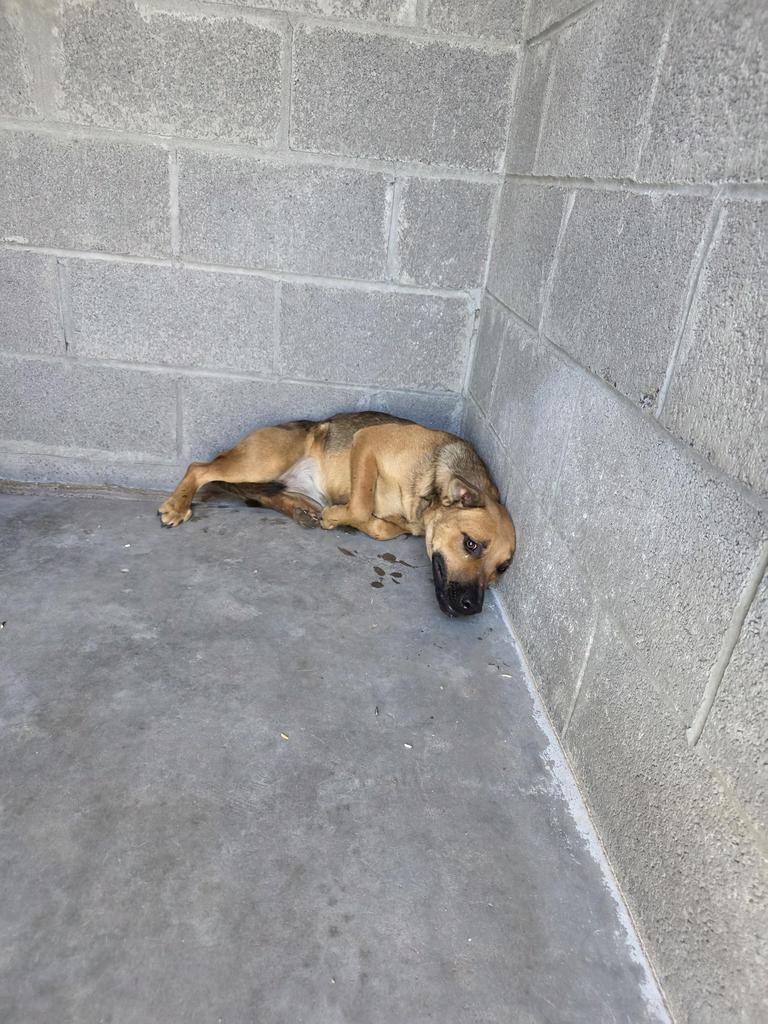 Enlarge Pepper, a Adoptable mixed breed in Holbrook, AZ image 2/2