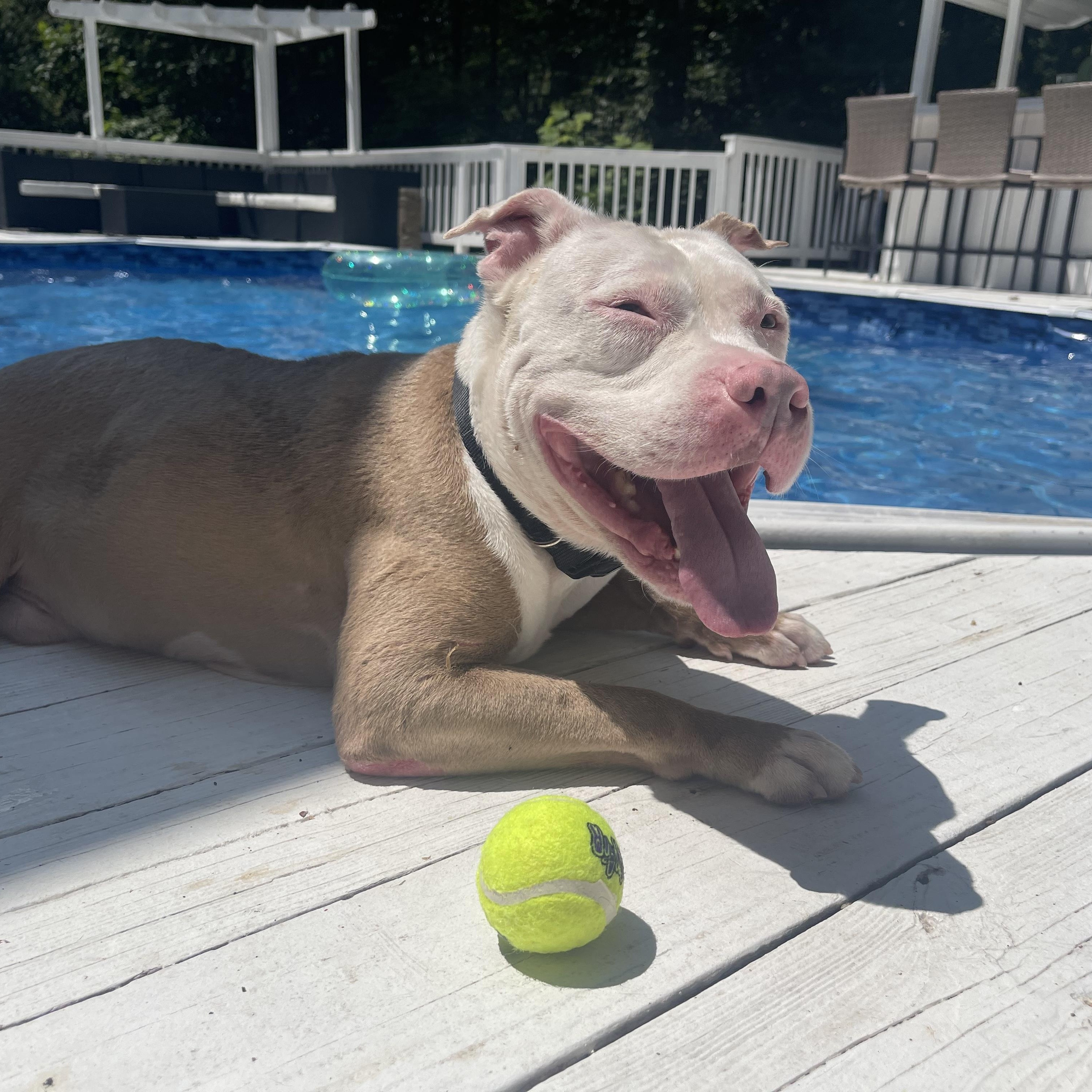 Hayden, a Adoptable Pit Bull Terrier in Silver Spring, MD image 3/4