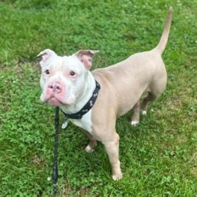 Hayden, a Adoptable Pit Bull Terrier in Silver Spring, MD image 4/4