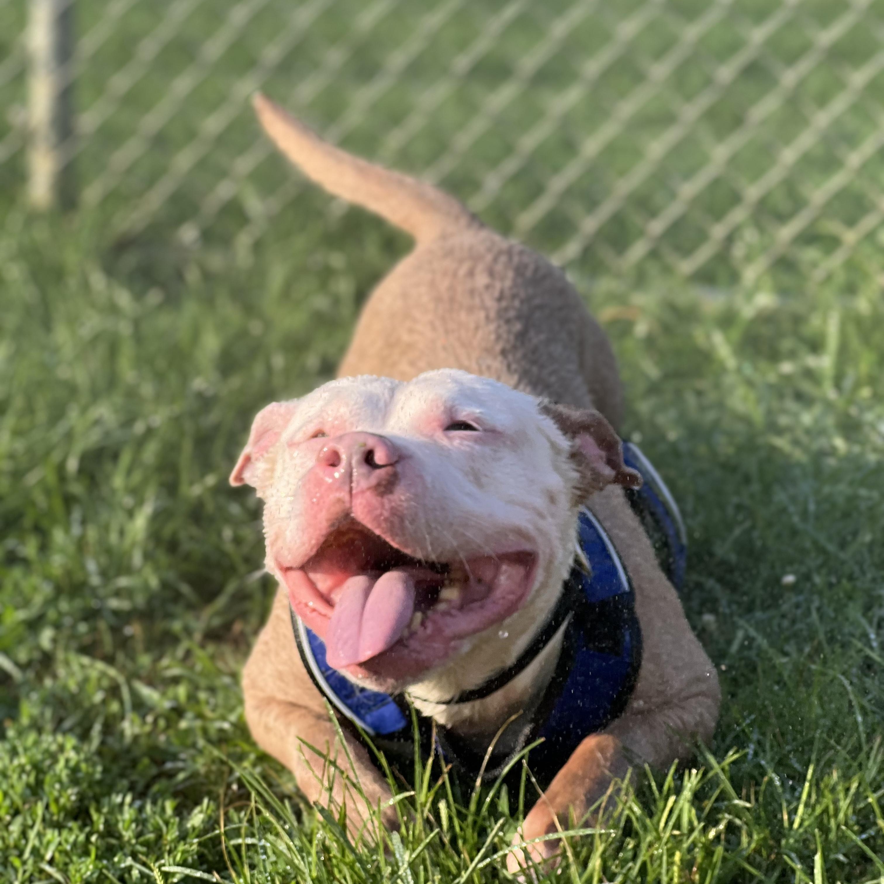 Hayden, a Adoptable Pit Bull Terrier in Silver Spring, MD image 2/4
