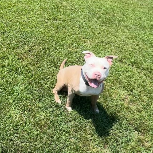 Hayden, a Adoptable Pit Bull Terrier in Silver Spring, MD image 1/4