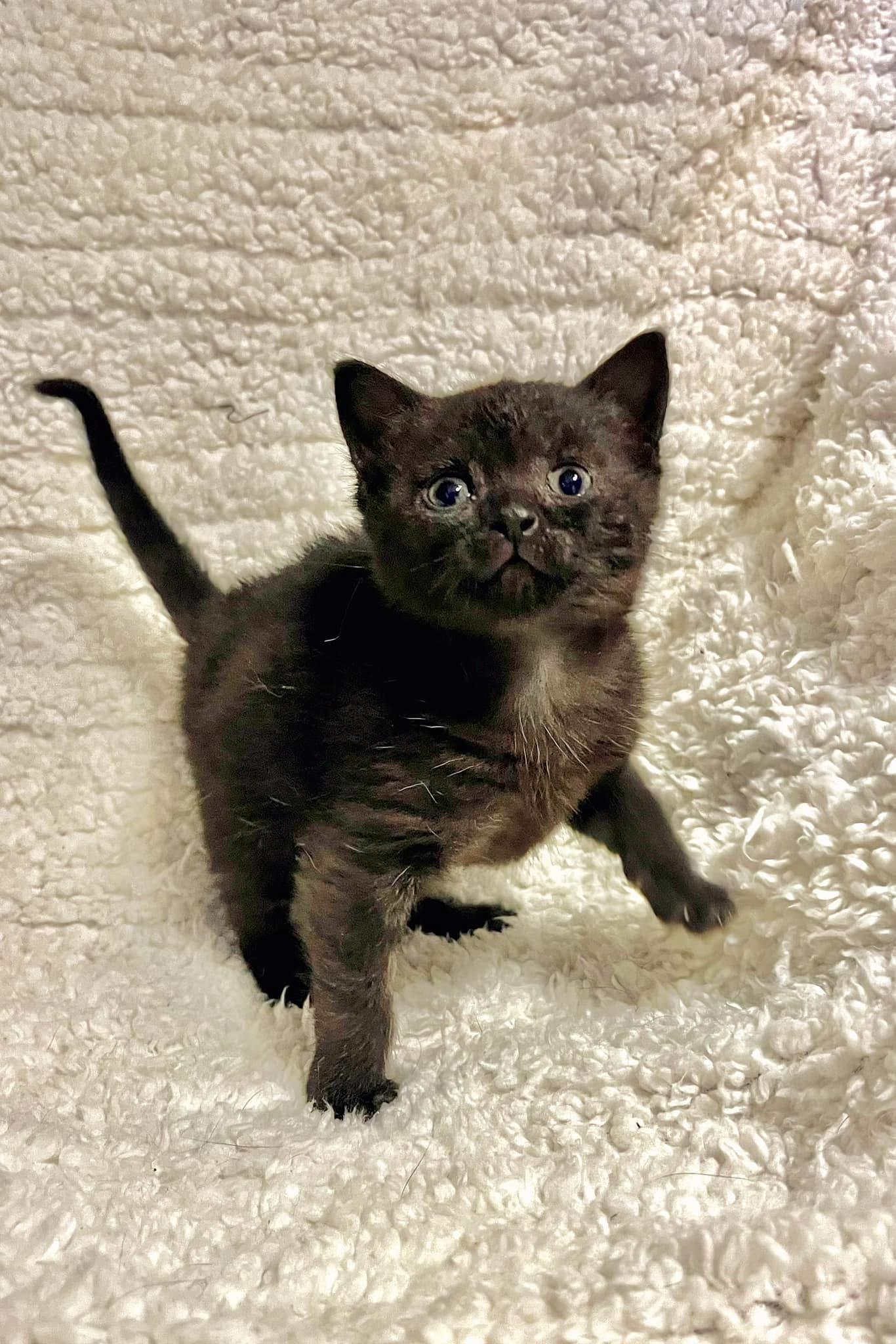 Etta, Baby Female Domestic Short Hair