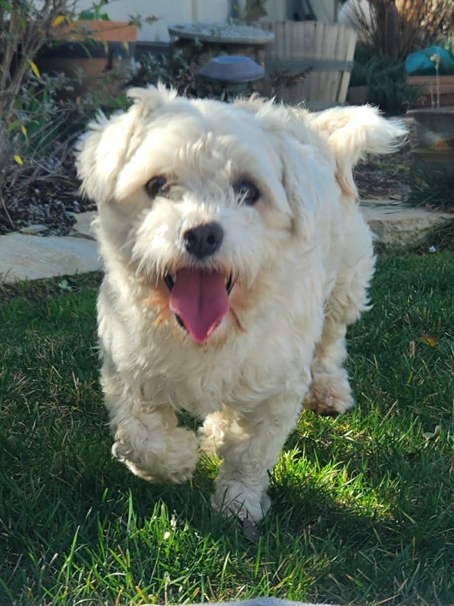 Benny, Adopted, Young Male Terrier.
