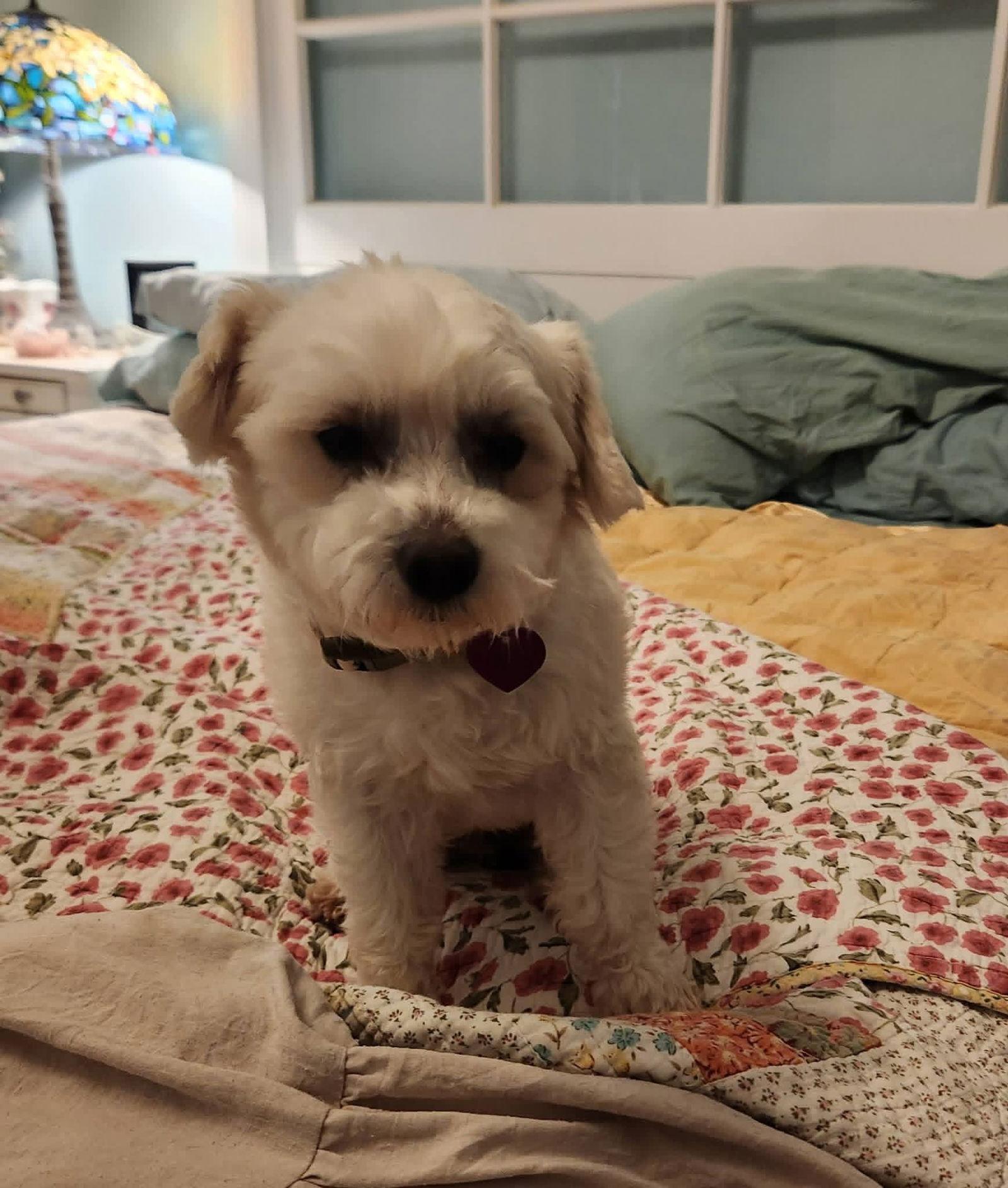 Enlarge Benny, a Adopted Terrier in San Bernardino, CA image 2/3