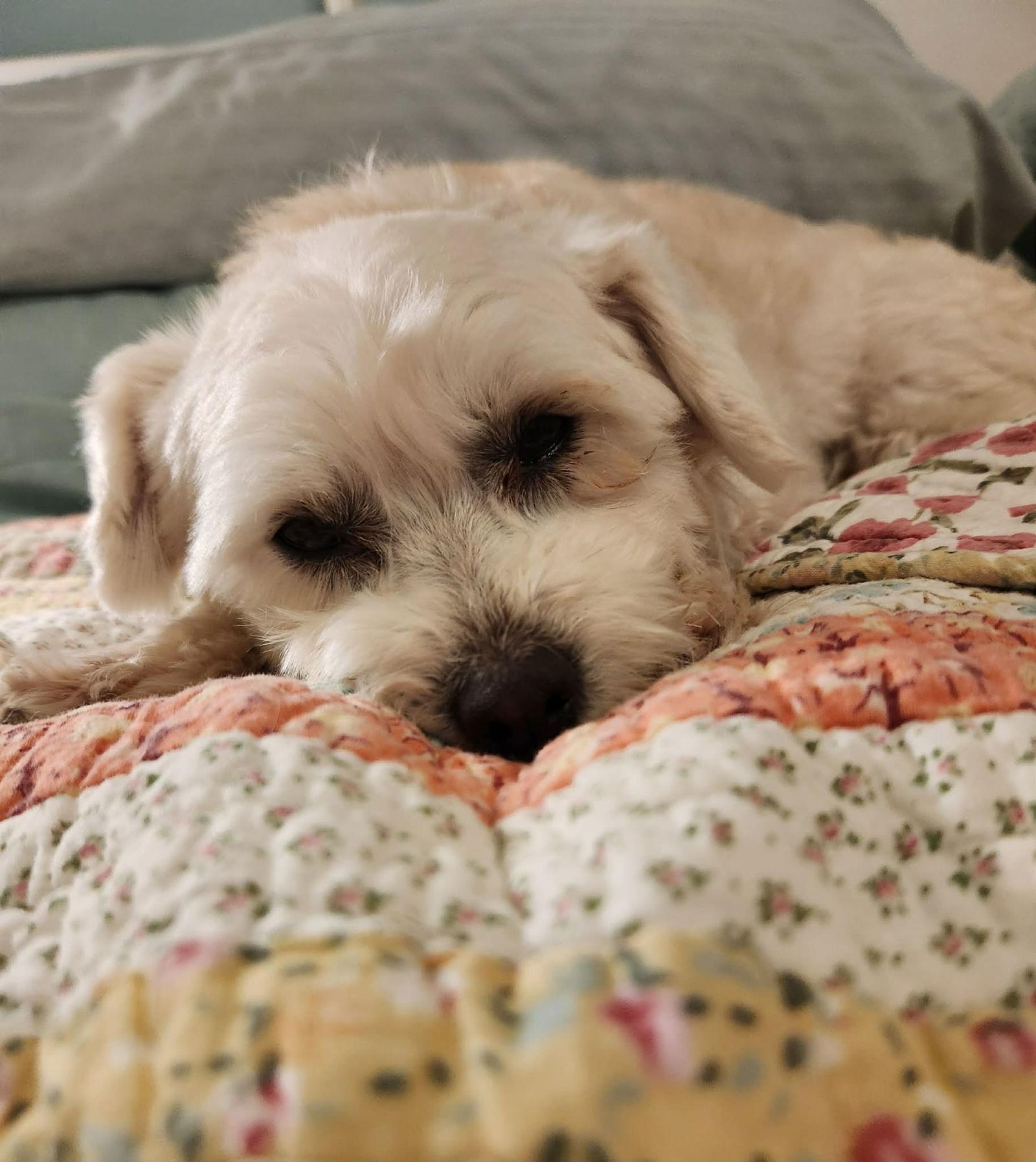 Enlarge Benny, a Adopted Terrier in San Bernardino, CA image 3/3