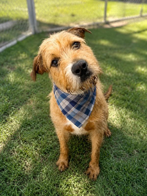 Fluff Mcgruff, Adoptable, Adult Male Airedale Terrier.