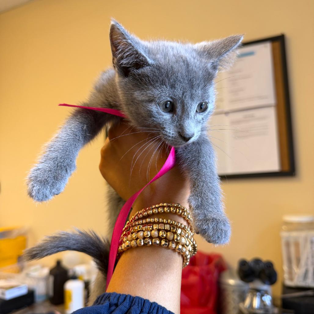 Enlarge Birdie, a Adoptable Domestic Short Hair in Corinth, MS image 1/1