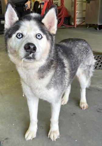SABEN, Adoptable, Adult Male Siberian Husky.