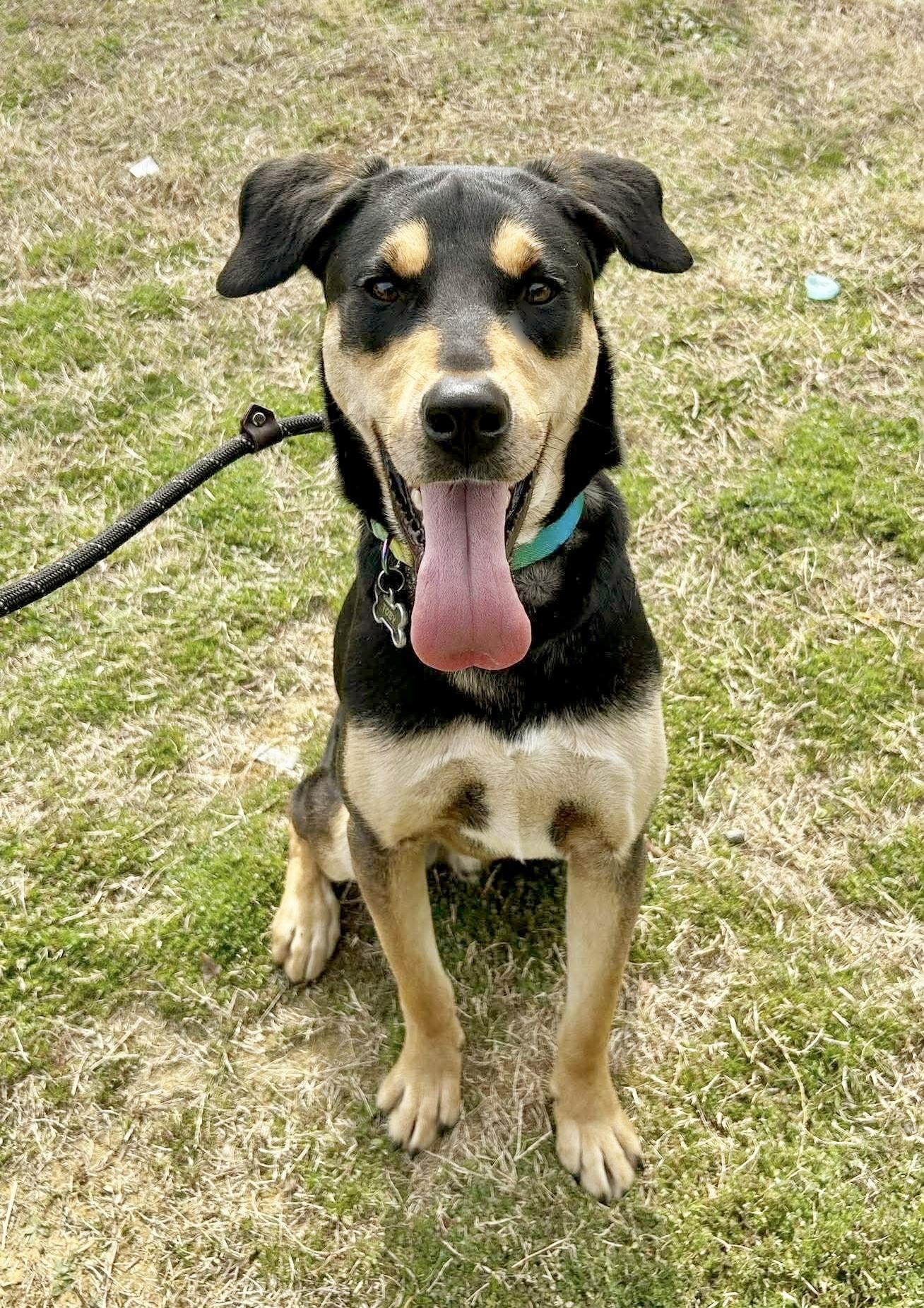 Enlarge Toby, a ADOPTABLE mixed breed in Bethel, CT image 2/6