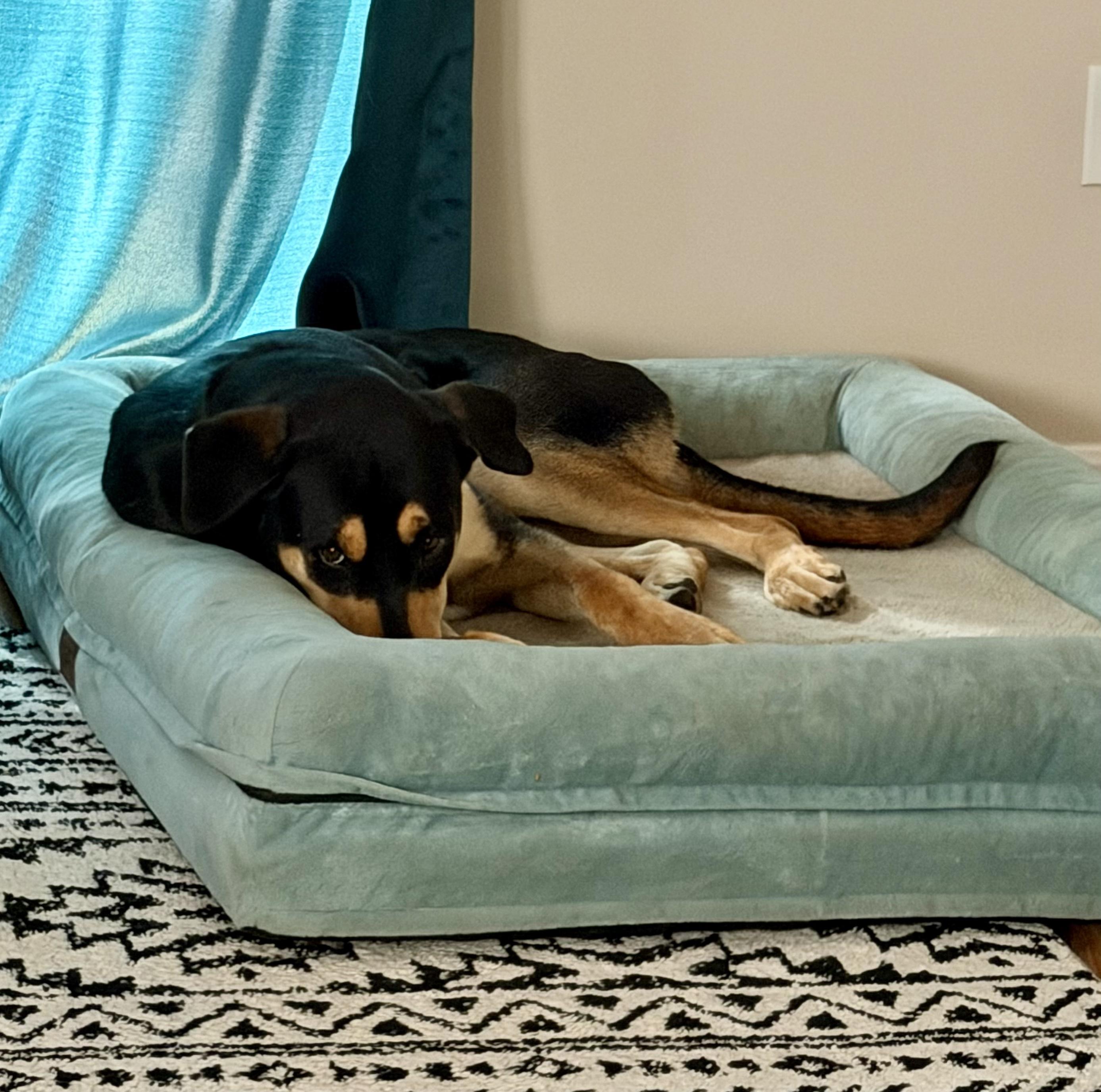 Enlarge Toby, a ADOPTABLE mixed breed in Bethel, CT image 5/6