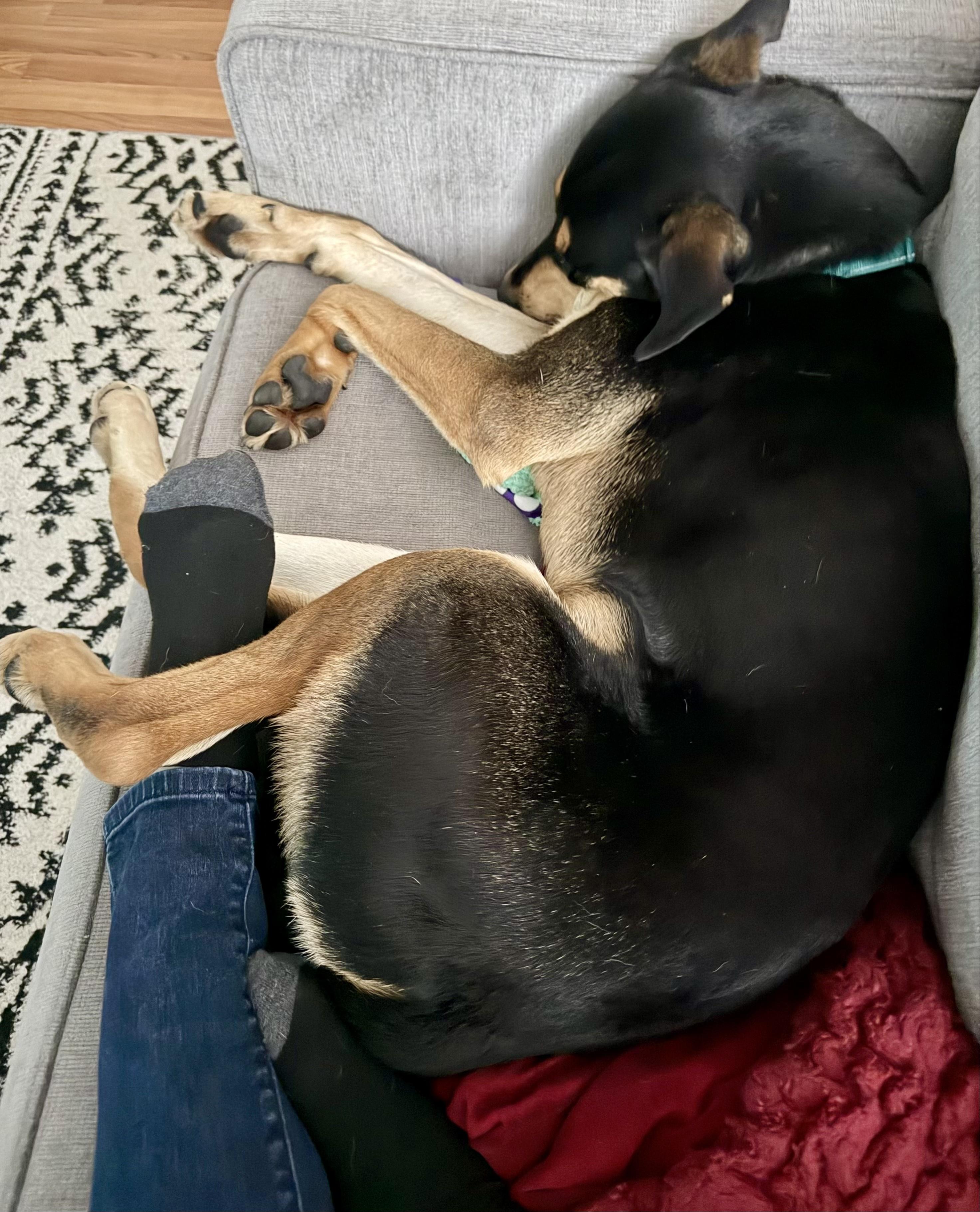 Enlarge Toby, a ADOPTABLE mixed breed in Bethel, CT image 6/6