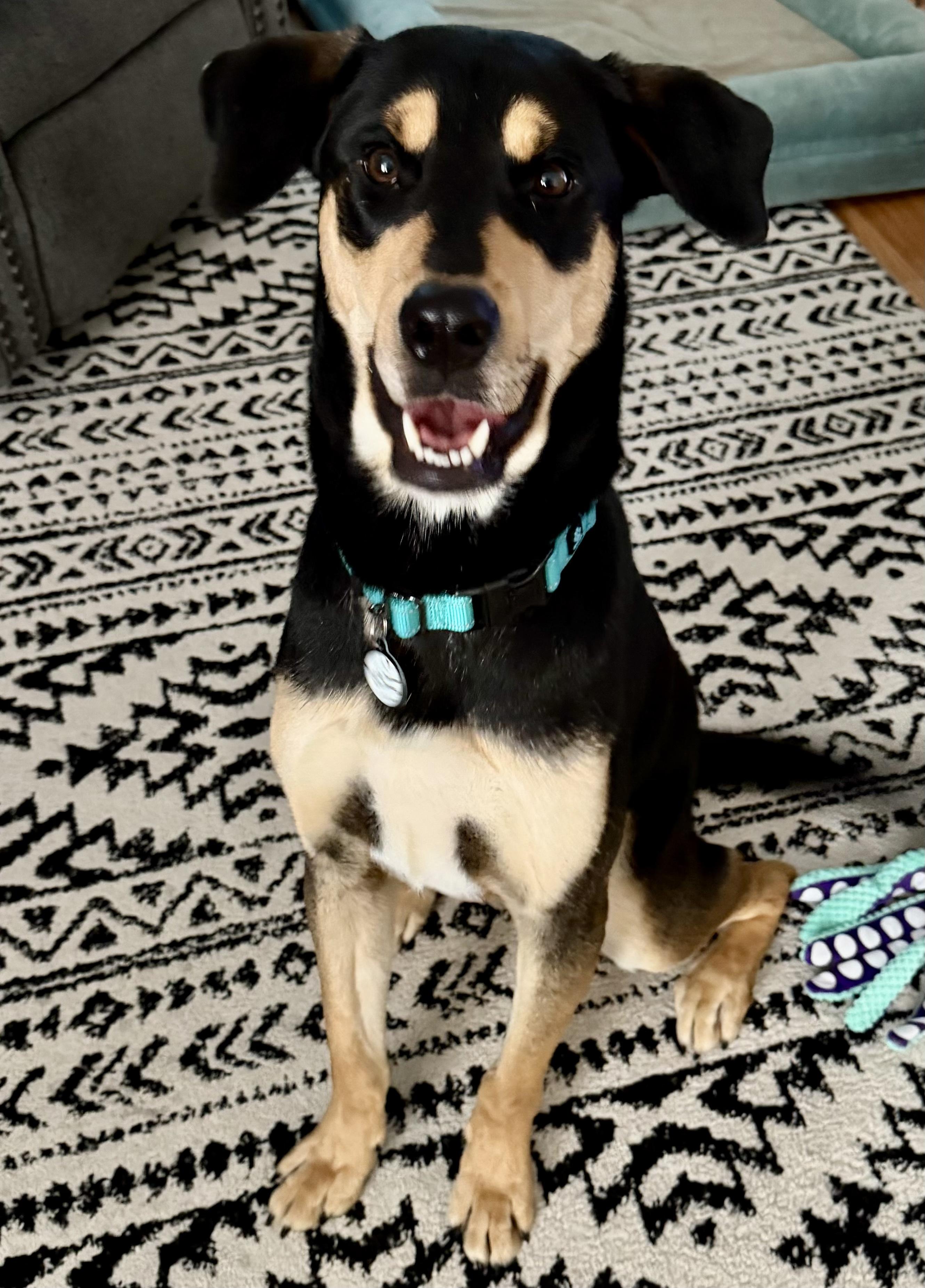 Enlarge Toby, a ADOPTABLE mixed breed in Bethel, CT image 3/6