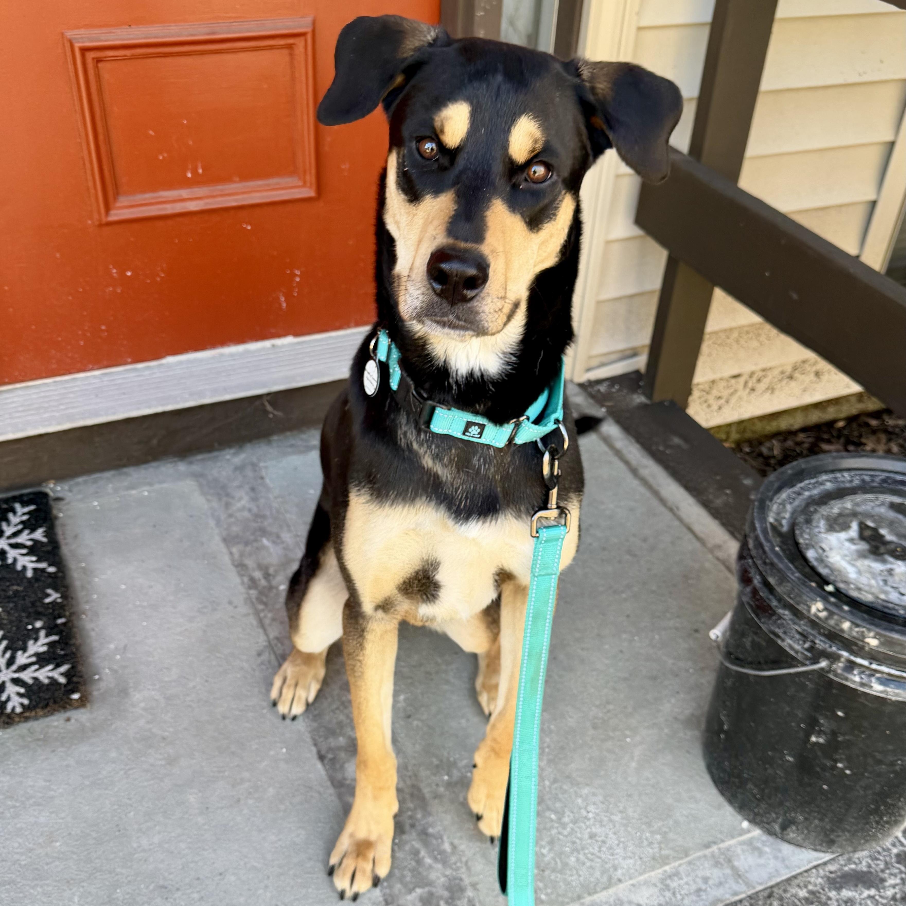 Enlarge Toby, a ADOPTABLE mixed breed in Bethel, CT image 1/6