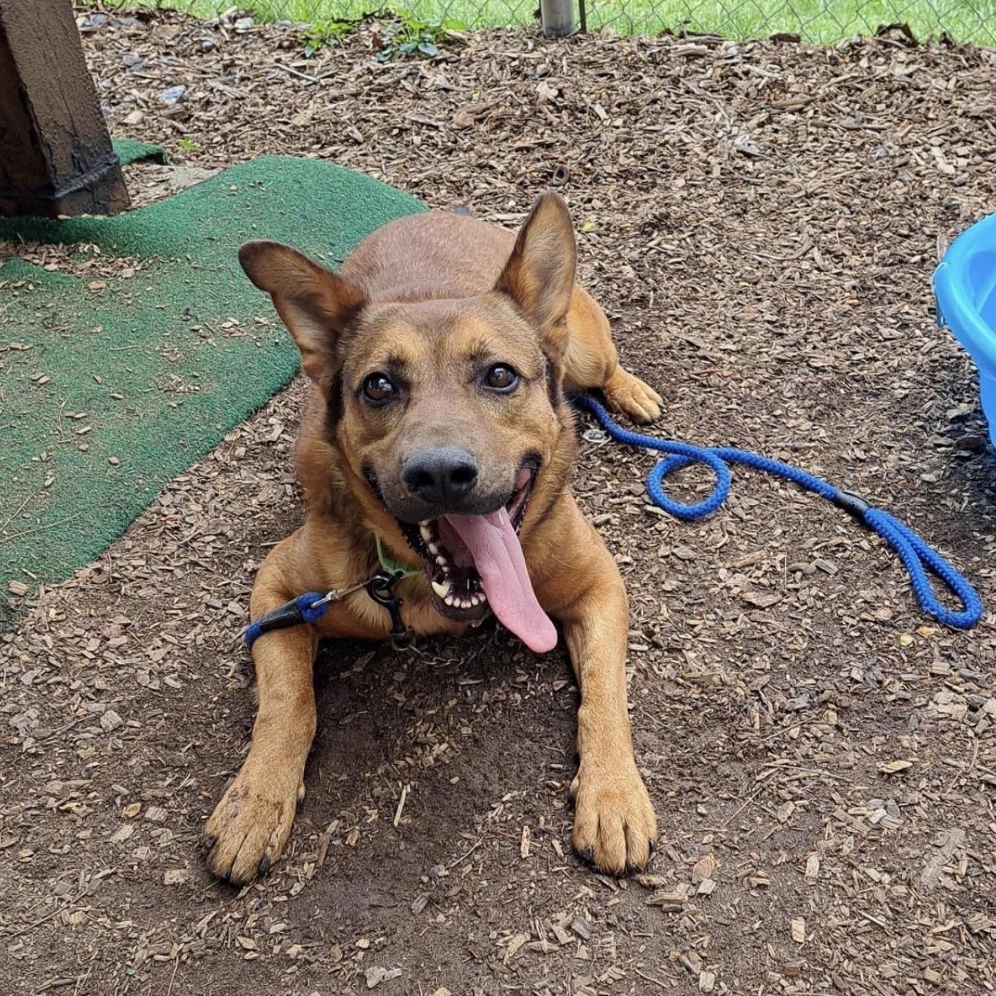 Rex, a ADOPTABLE mixed breed in Cedarburg, WI image 4/4