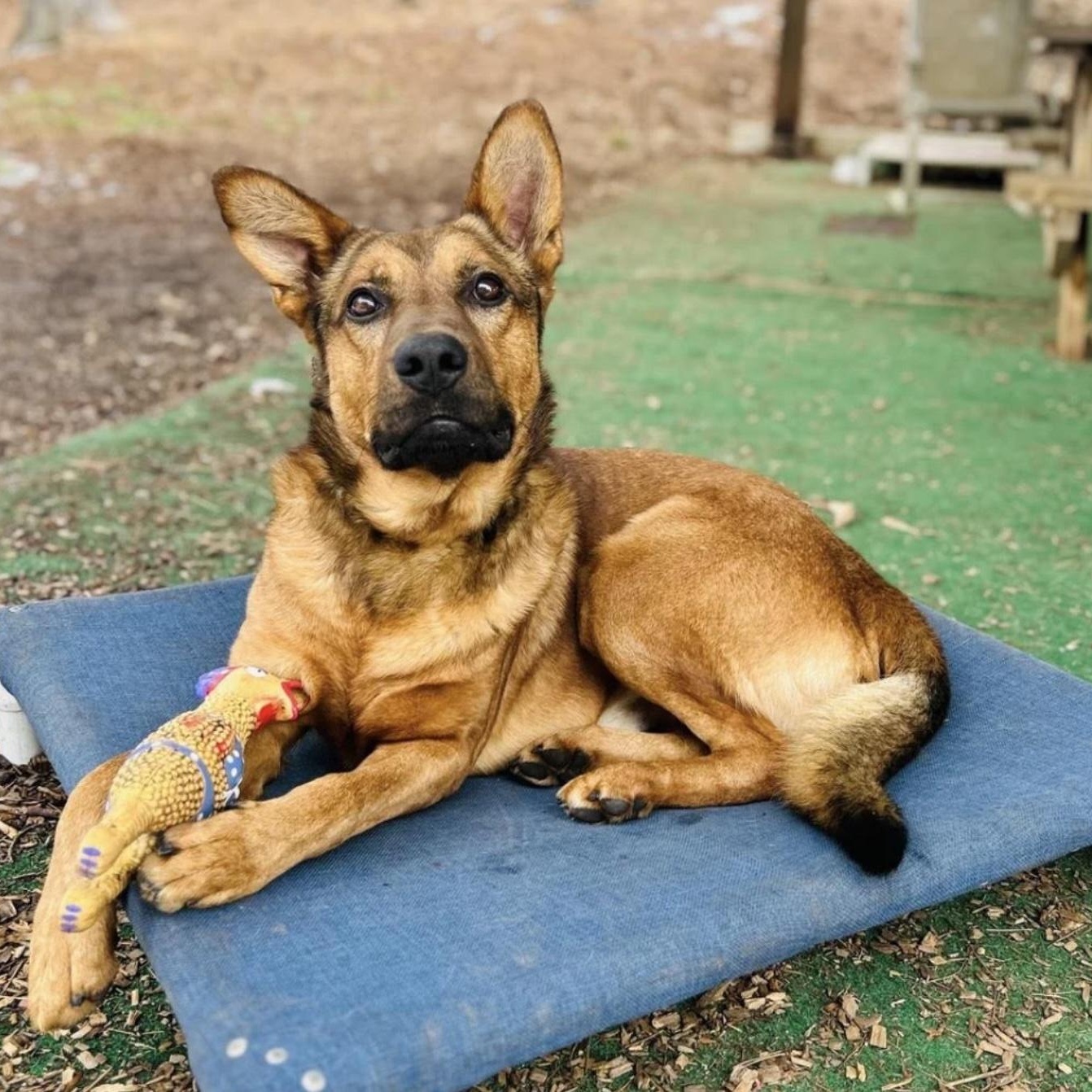 Rex, a ADOPTABLE mixed breed in Cedarburg, WI image 2/4