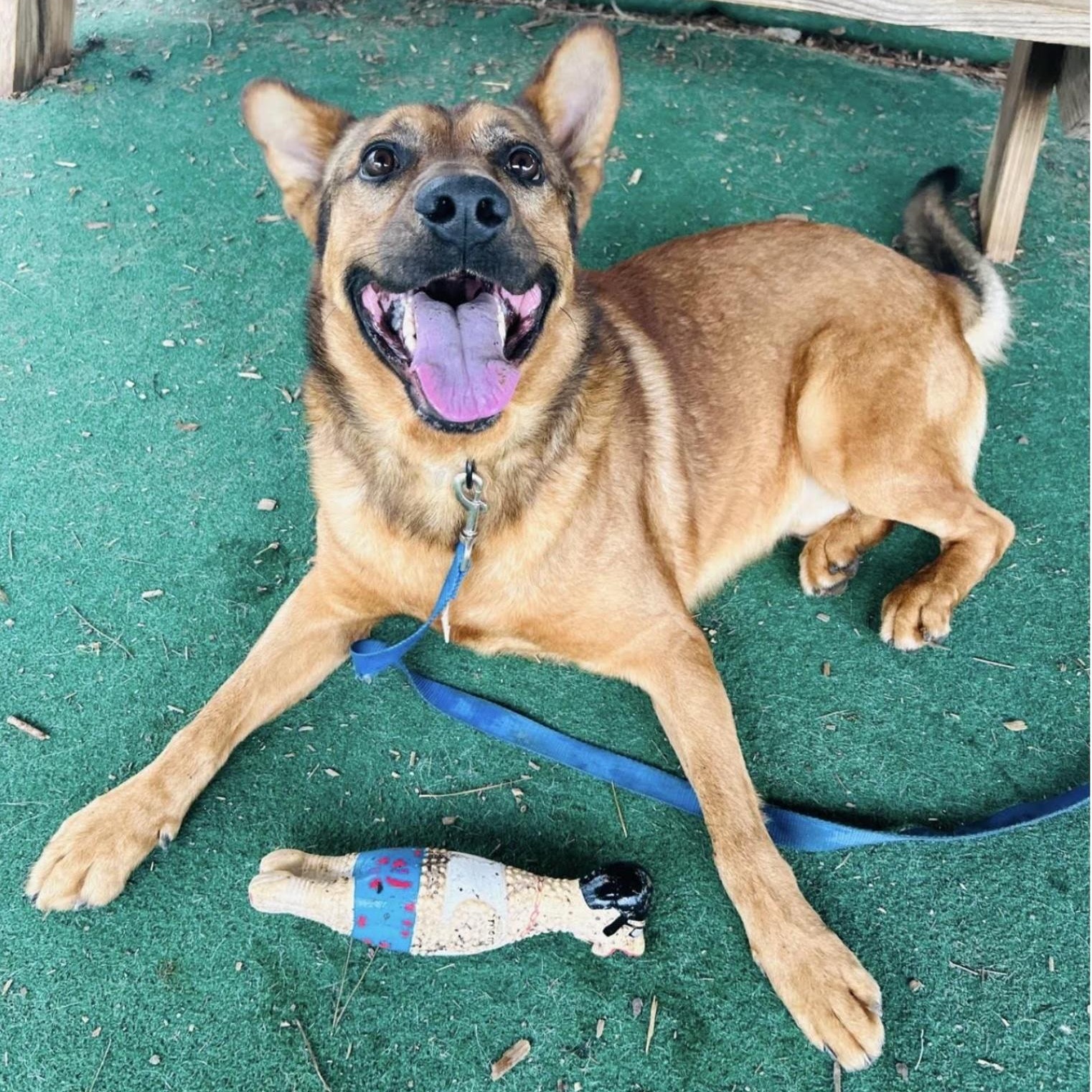 Rex, a ADOPTABLE mixed breed in Cedarburg, WI image 3/4