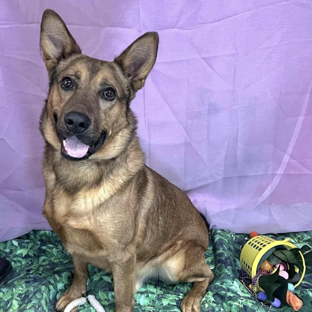 Rex, ADOPTABLE, Young Male Shepherd & Mixed Breed.