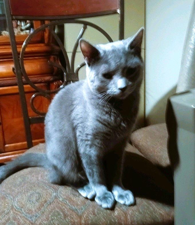 Clayton, Adopted, Adult Male Domestic Short Hair & Russian Blue.