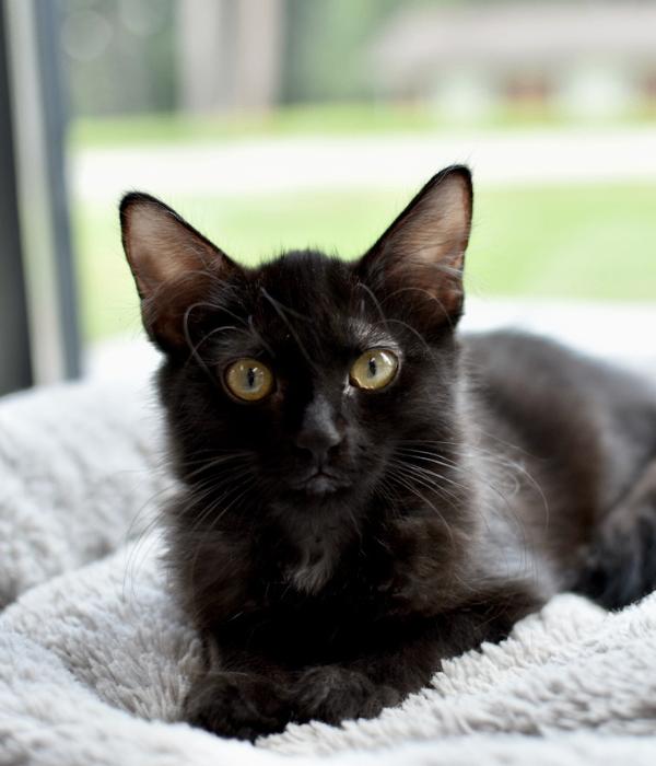 Chalupa, Adoptable, Young Female Domestic Long Hair.