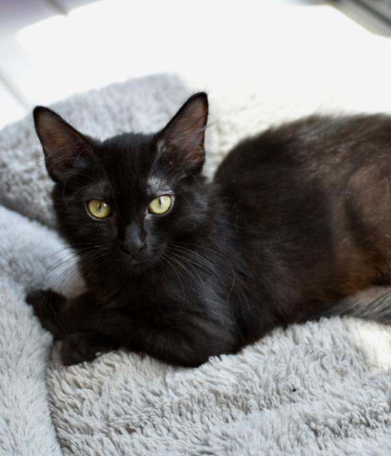 Enlarge Chalupa, a Adoptable Domestic Long Hair in Marietta, GA image 2/2