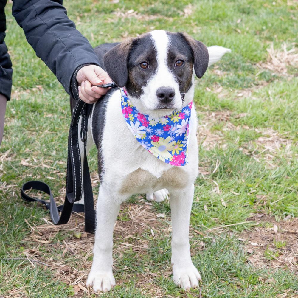 Enlarge Kara  (Female) , a Adoptable mixed breed in West Grove, PA image 3/6