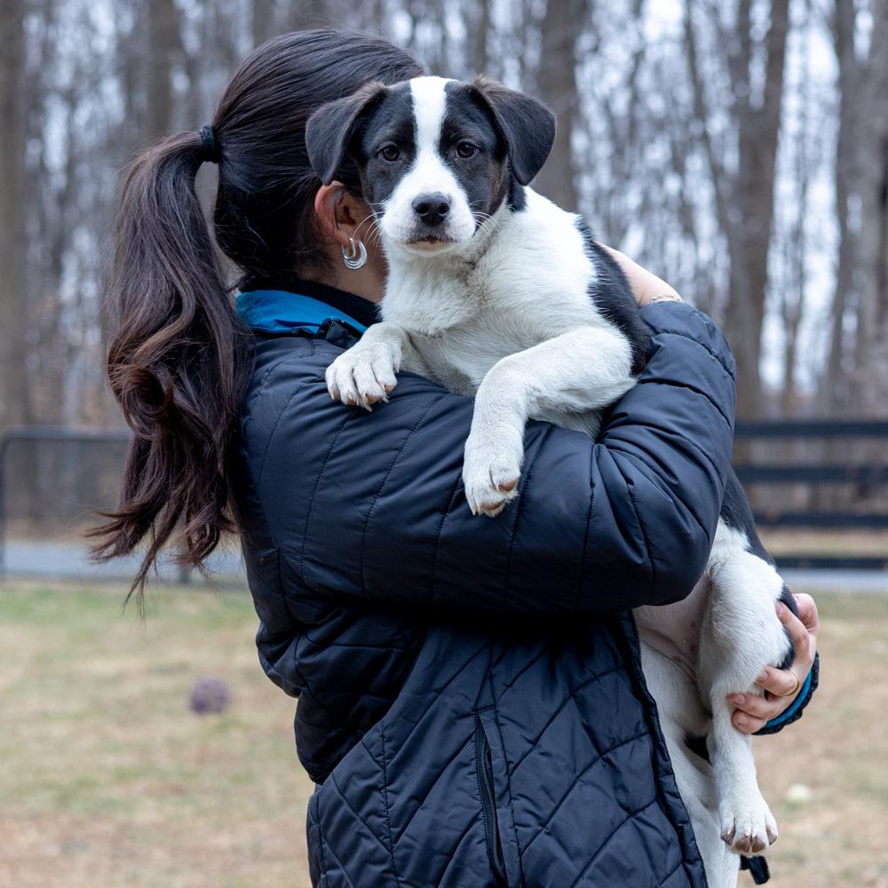 Kara (Female) , a Adoptable mixed breed in West Grove, PA image 6/6