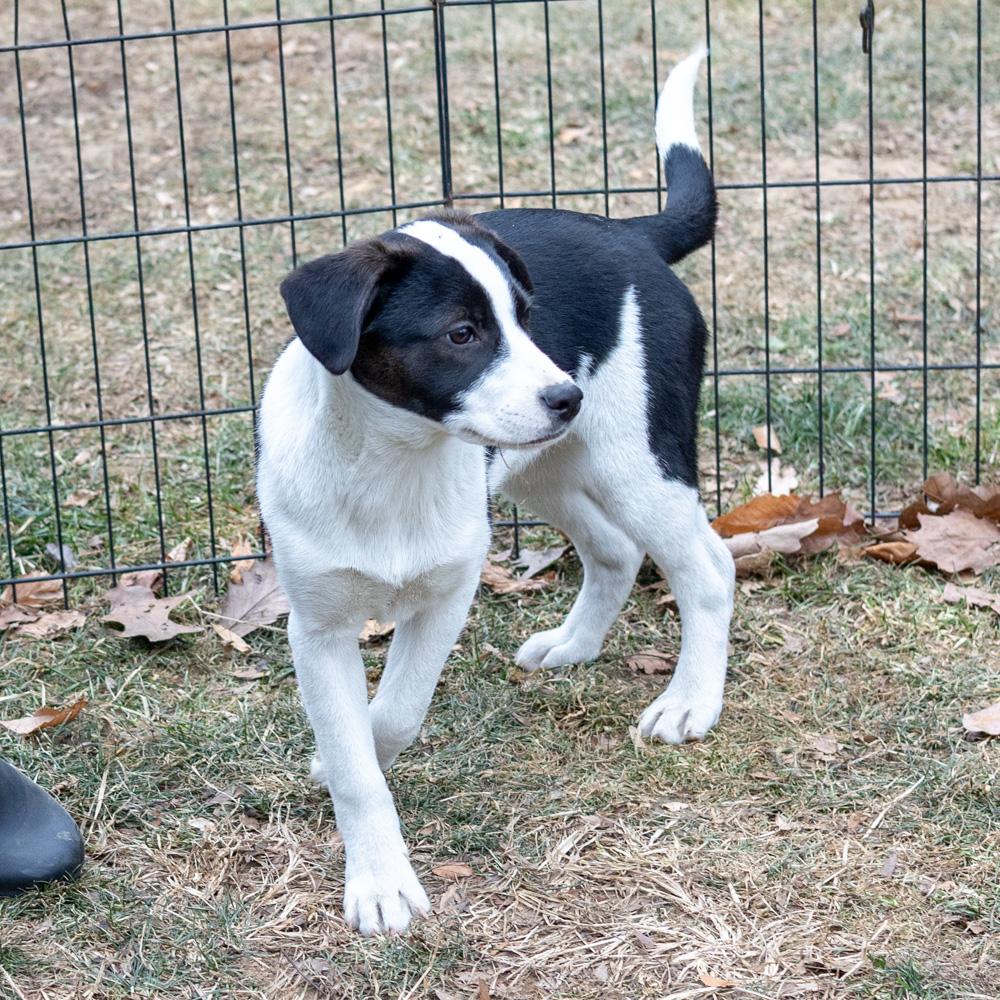 Kara (Female) , a Adoptable mixed breed in West Grove, PA image 5/6