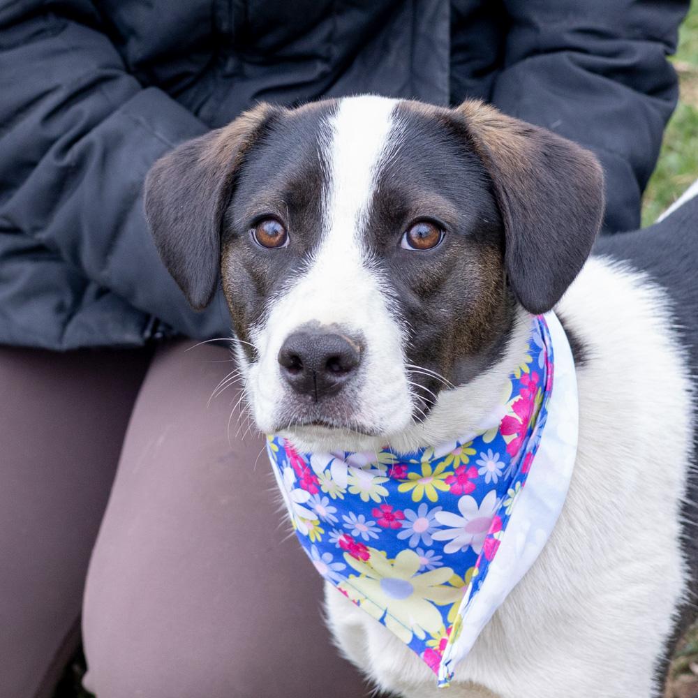 Enlarge Kara  (Female) , a Adoptable mixed breed in West Grove, PA image 5/6