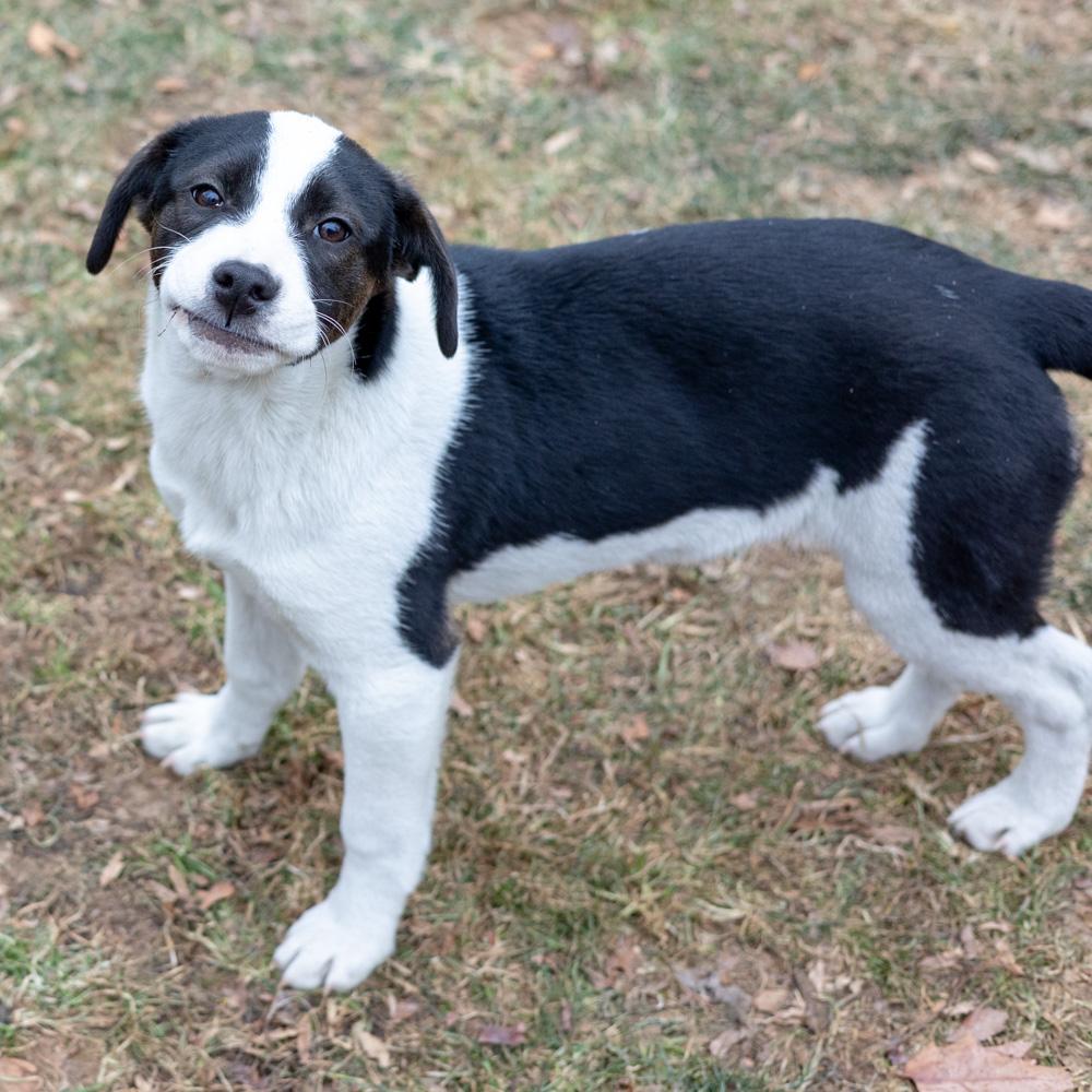 Kara (Female) , a Adoptable mixed breed in West Grove, PA image 2/6