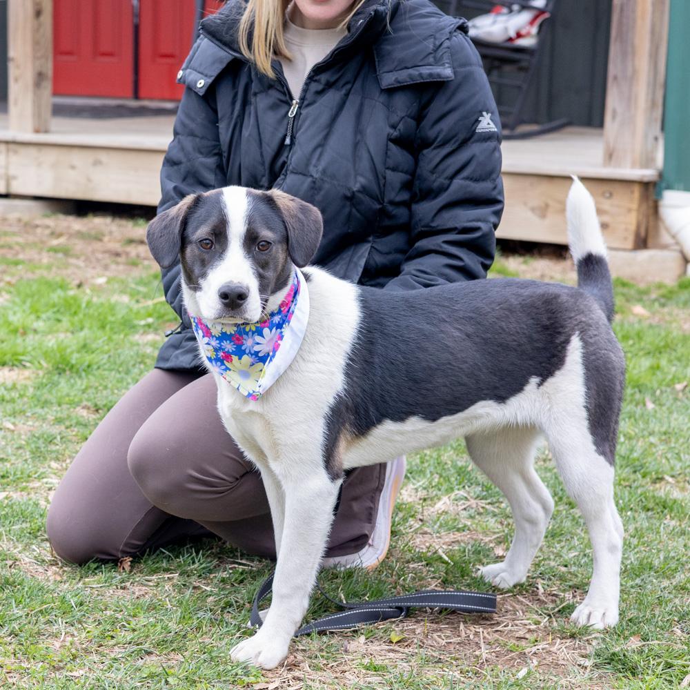Enlarge Kara  (Female) , a Adoptable mixed breed in West Grove, PA image 2/6