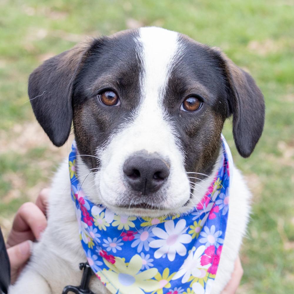 Kara  (Female) , Adoptable, Puppy Female Border Collie & Great Pyrenees.