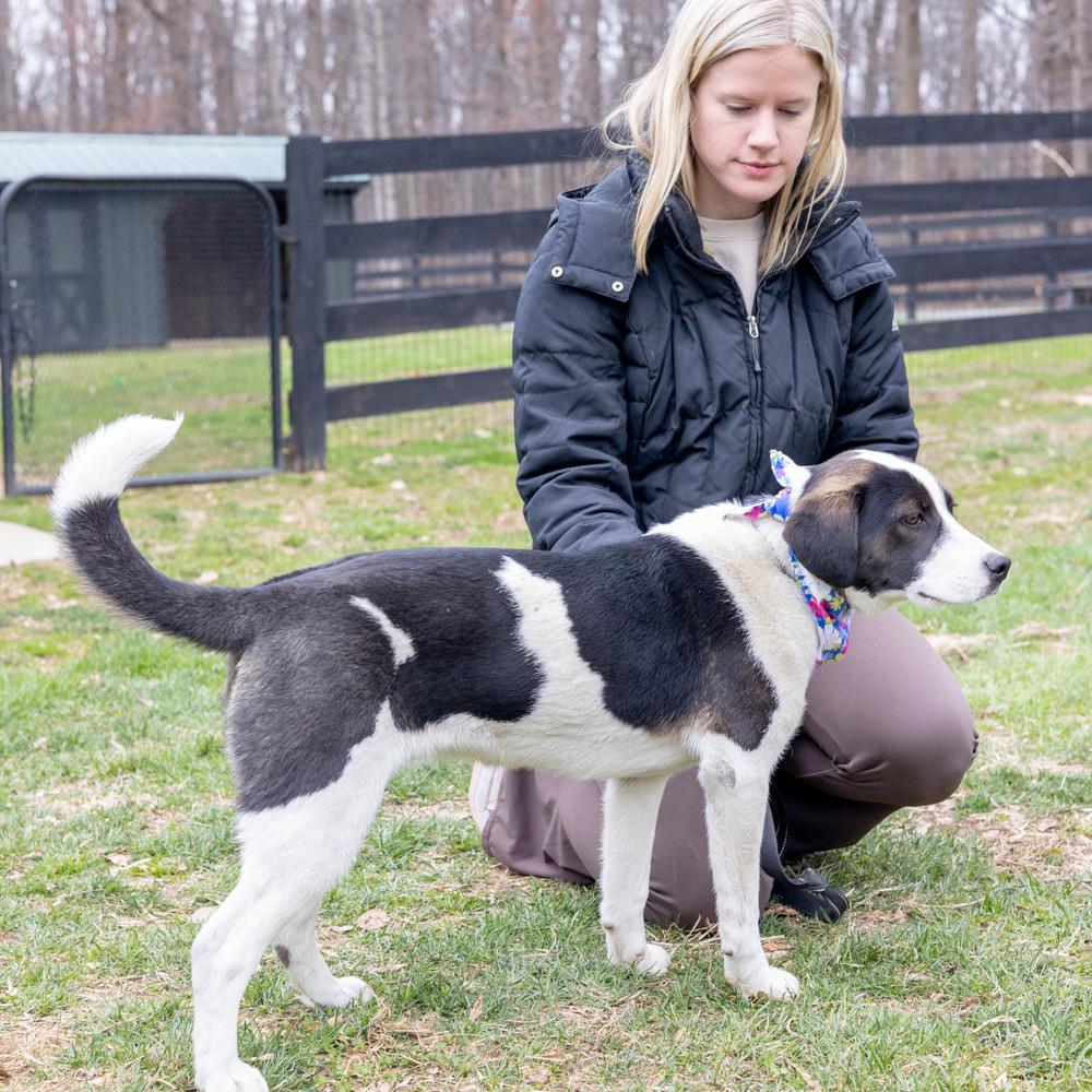 Enlarge Kara  (Female) , a Adoptable mixed breed in West Grove, PA image 6/6