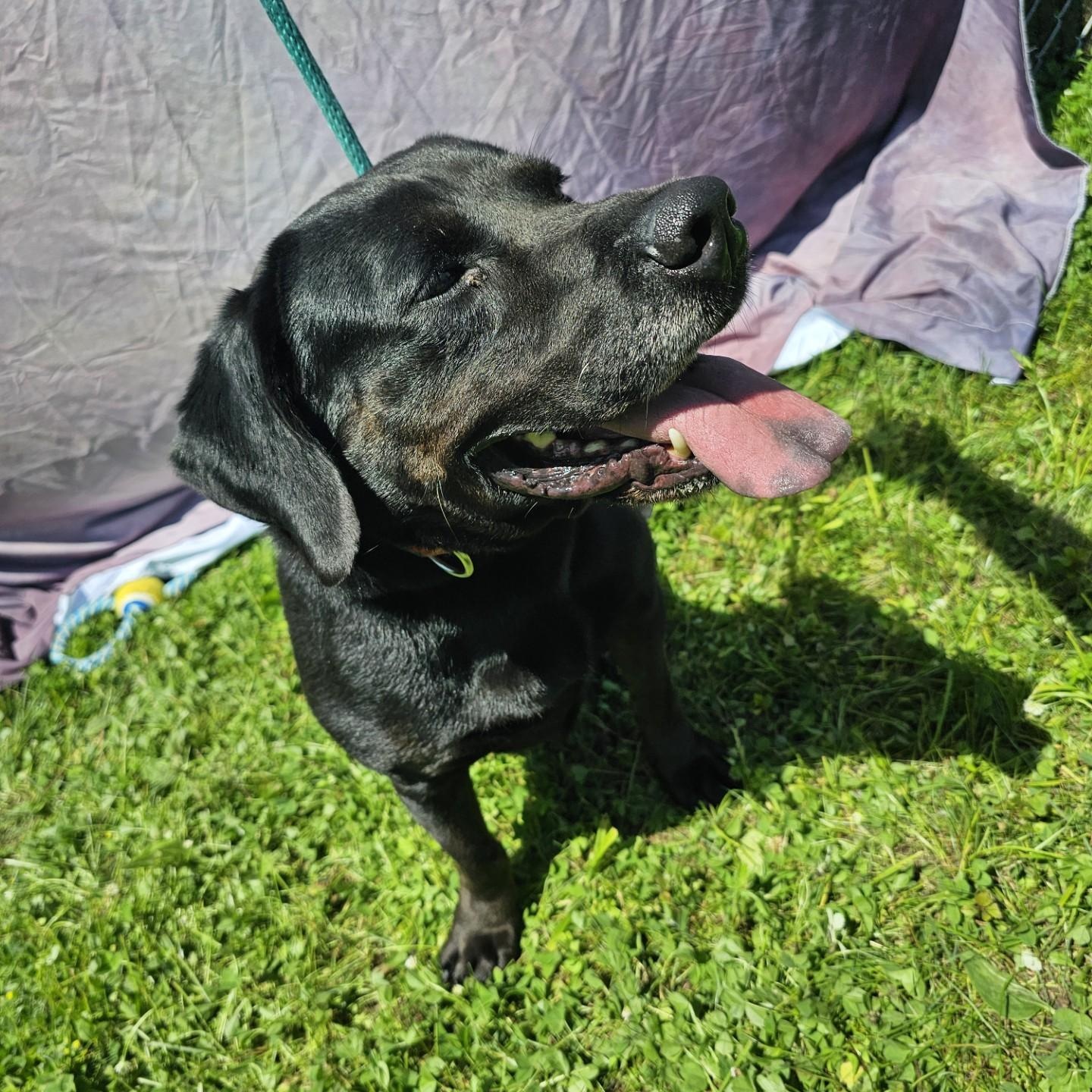 Sampson 6