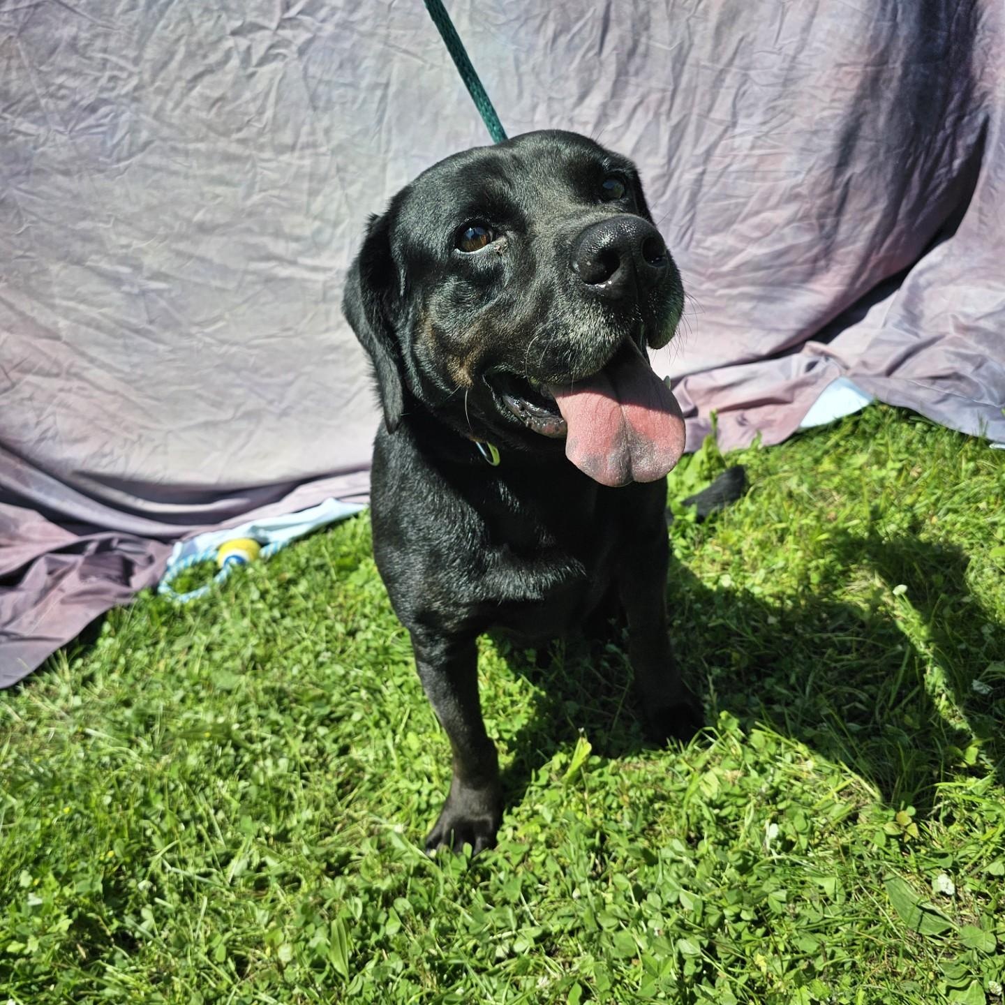 Sampson 1